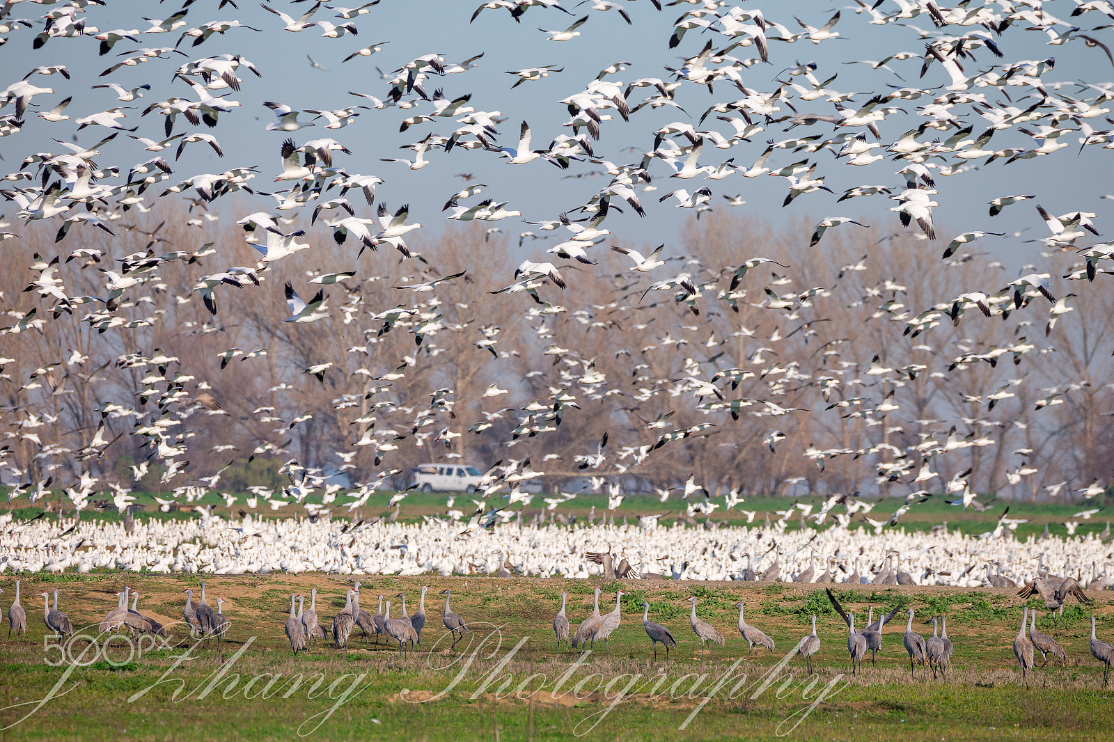 Sigma 150-600mm F5-6.3 DG OS HSM | C sample photo. Snow goose and san hill cranes photography