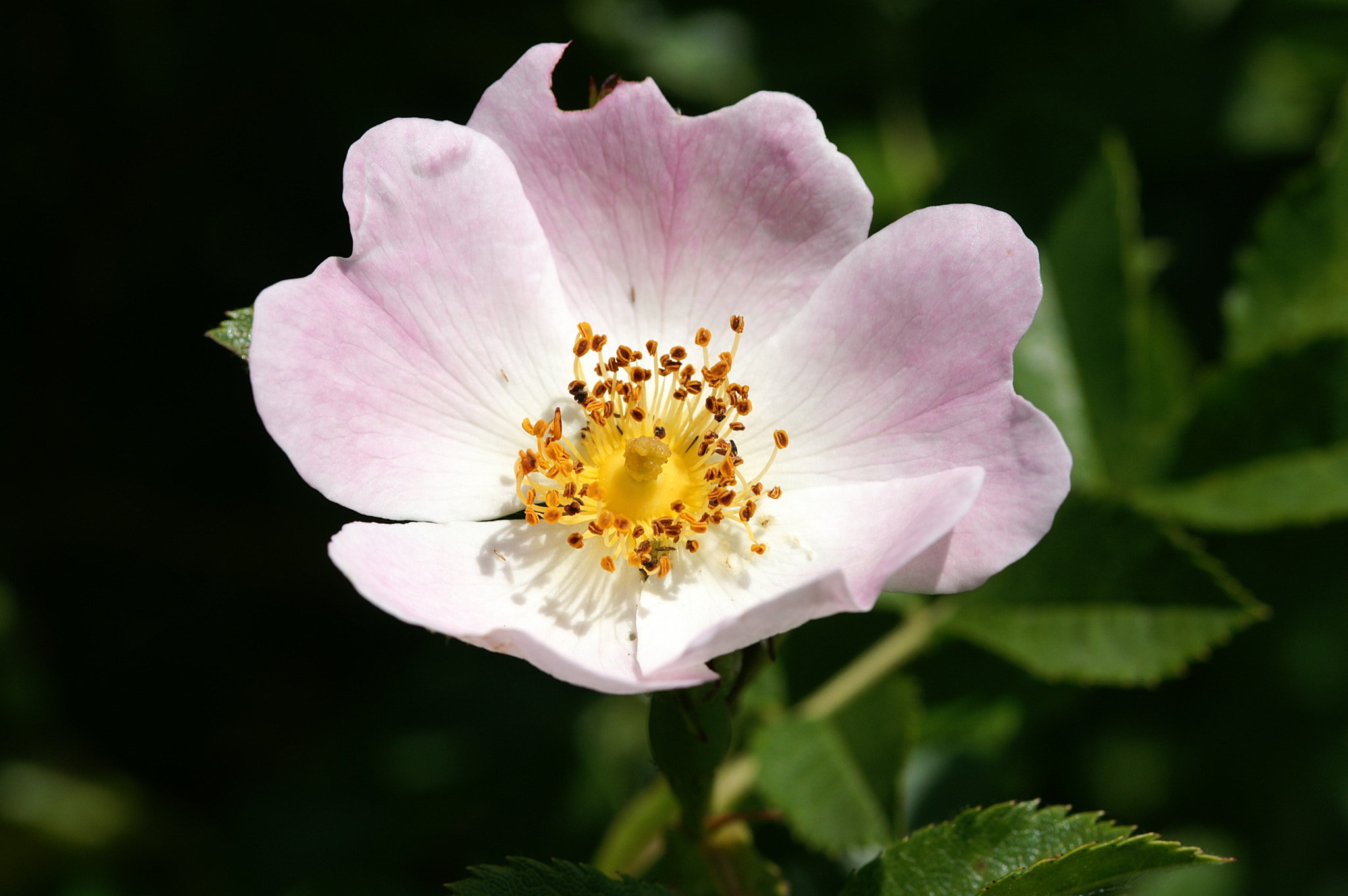 KONICA MINOLTA DYNAX 7D + Sigma AF 105mm F2.8 EX [DG] Macro sample photo. Rose flower open photography