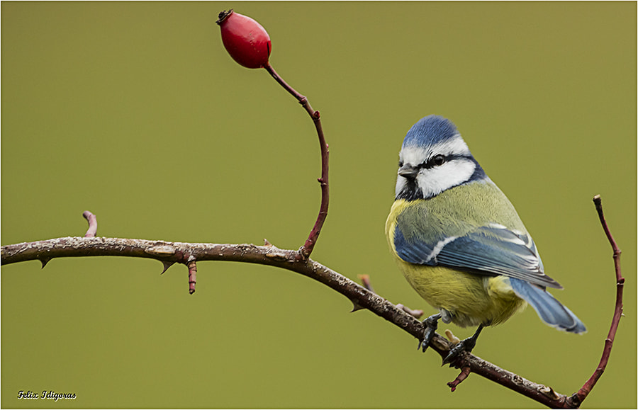 Canon EOS 5DS R + Canon EF 500mm F4L IS USM sample photo. Herrerillo comun photography