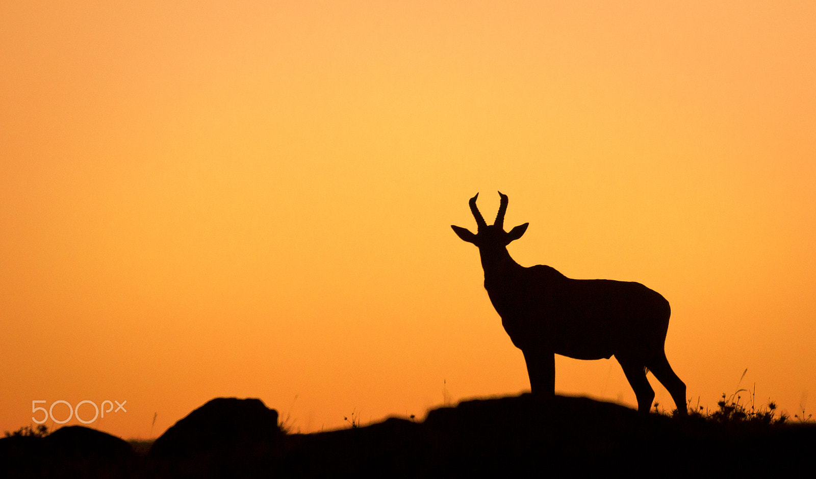 Sigma 150-500mm F5-6.3 DG OS HSM sample photo. Kenya - topi en ombres chinoises photography