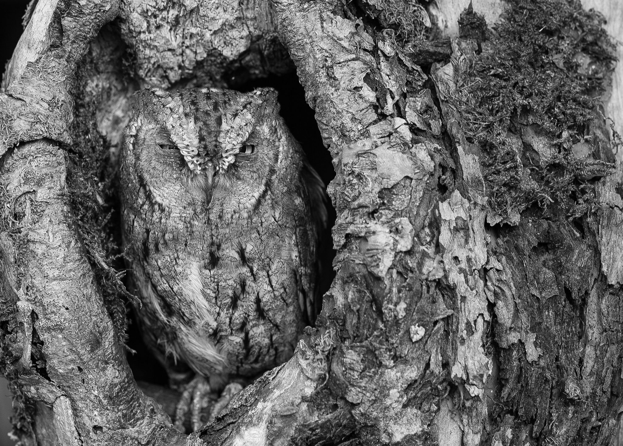 Nikon Df + Sigma 85mm F1.4 EX DG HSM sample photo. Otus scops photography