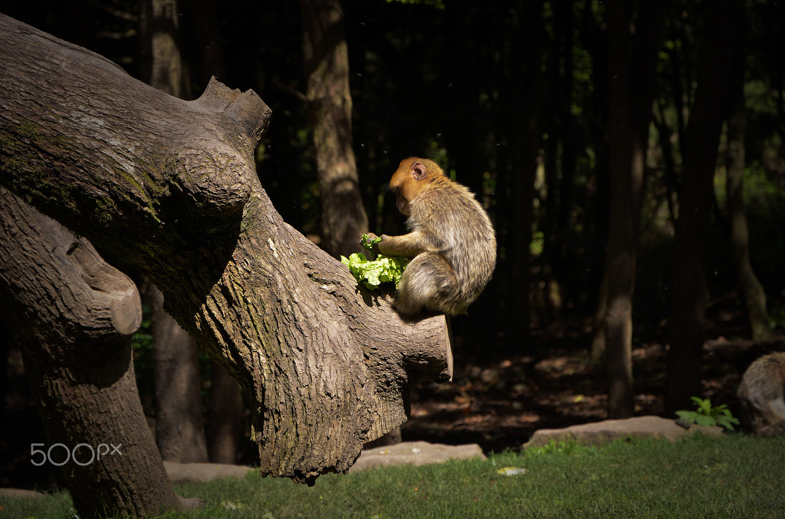 Nikon D5100 + Zeiss Milvus 85mm f/1.4 sample photo. Monkey meal photography