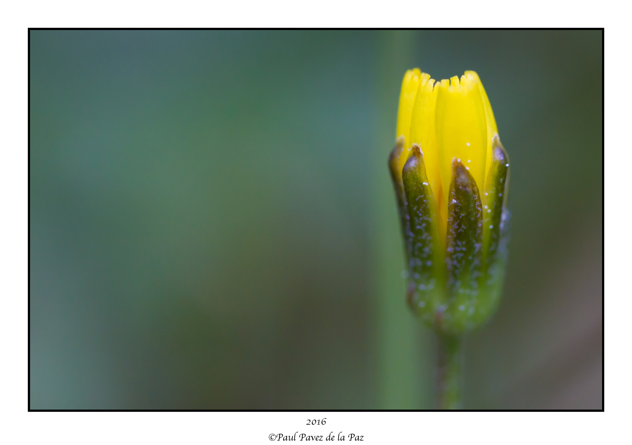 Canon EOS 550D (EOS Rebel T2i / EOS Kiss X4) + Tamron SP AF 90mm F2.8 Di Macro sample photo. Nacimiento photography