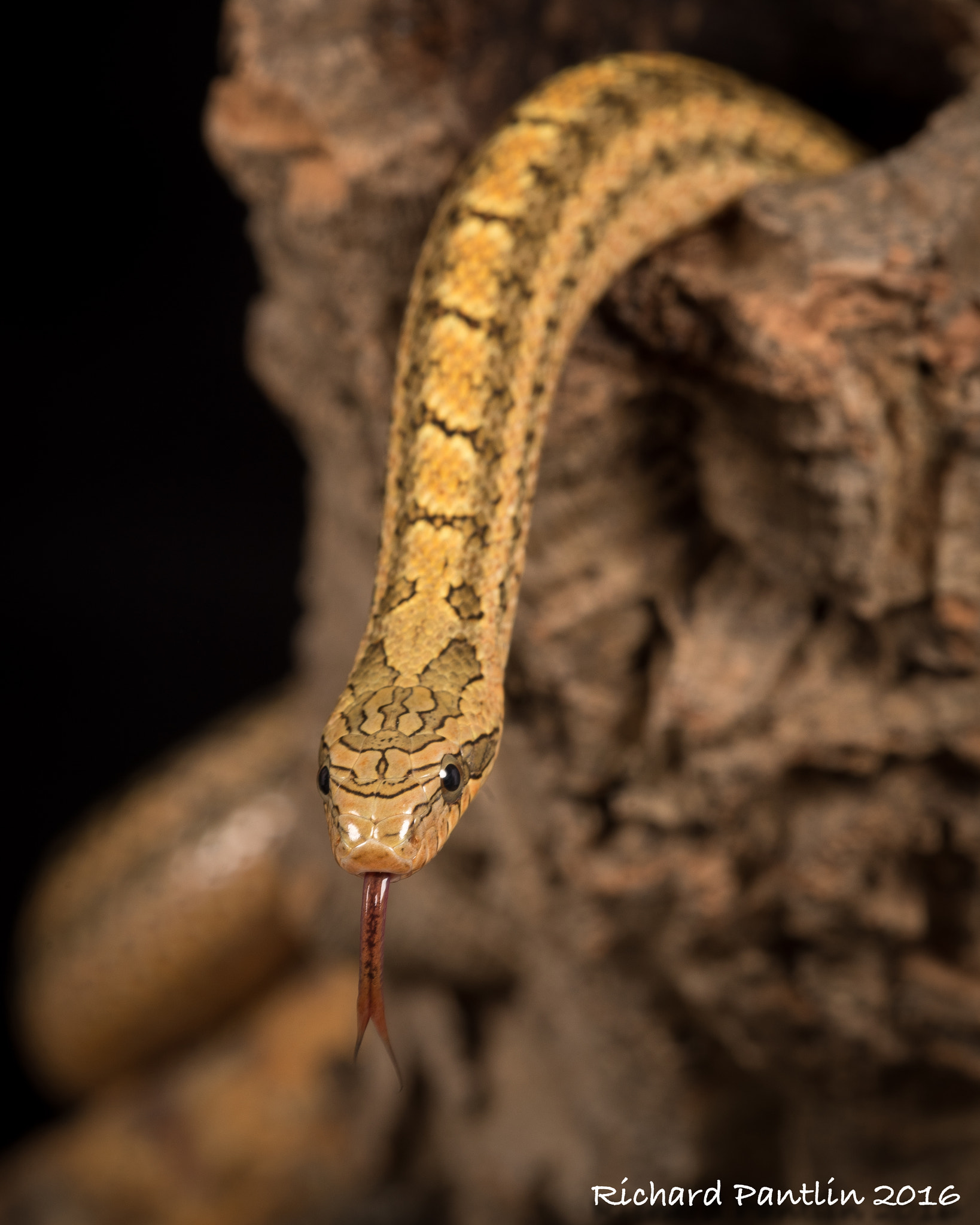 Nikon D750 + Nikon AF Micro-Nikkor 200mm F4D ED-IF sample photo. 20160220-_rjp6268.jpg photography