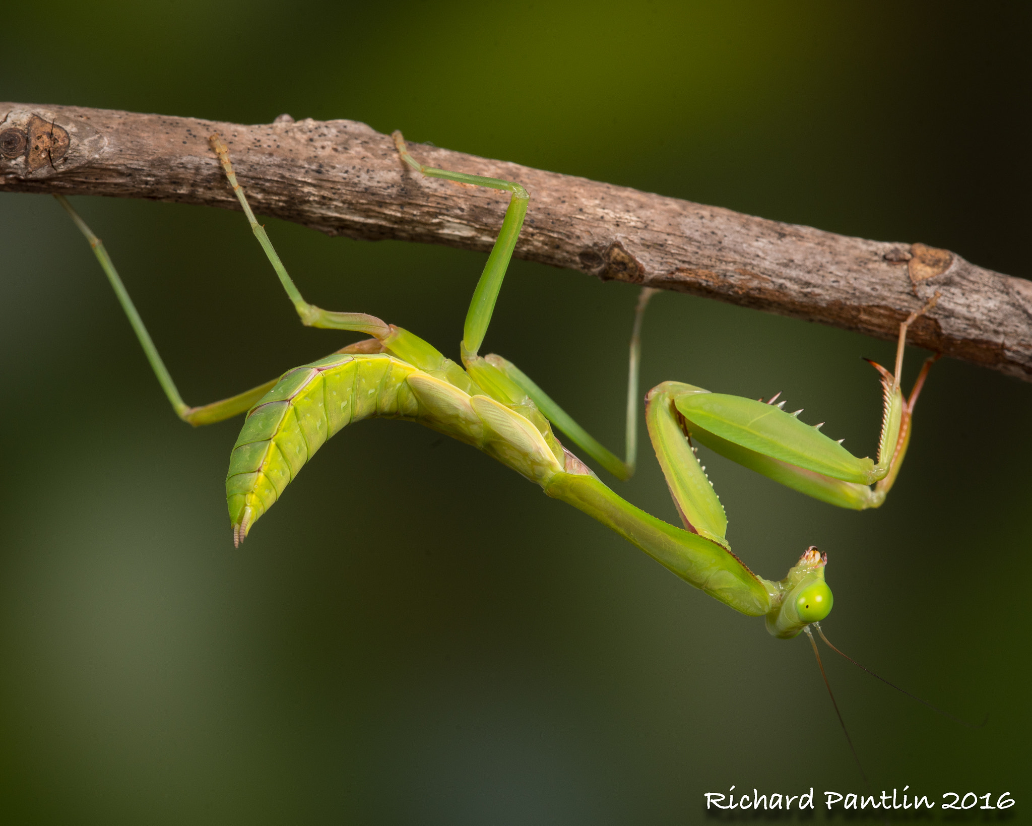 Nikon D750 + Nikon AF Micro-Nikkor 200mm F4D ED-IF sample photo. 20160220-_rjp6328.jpg photography
