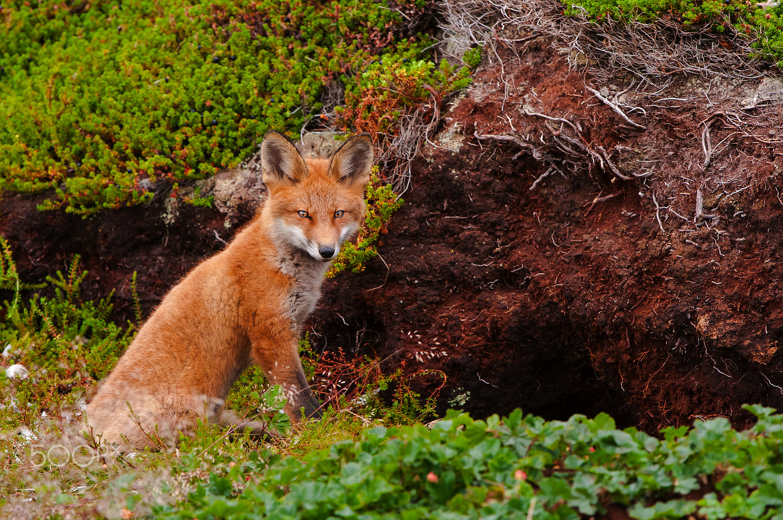 Nikon D300S + Nikon AF-S Nikkor 600mm F4G ED VR sample photo. Fox (vulpes vulpes) photography