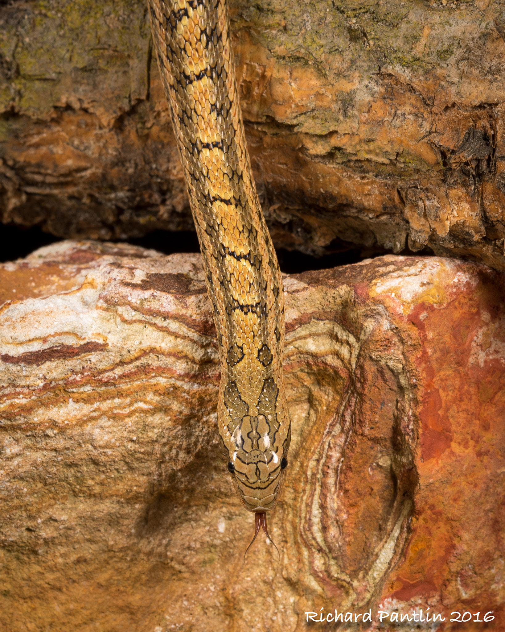 Nikon D750 + Nikon AF Micro-Nikkor 200mm F4D ED-IF sample photo. 20160220-_rjp6251.jpg photography