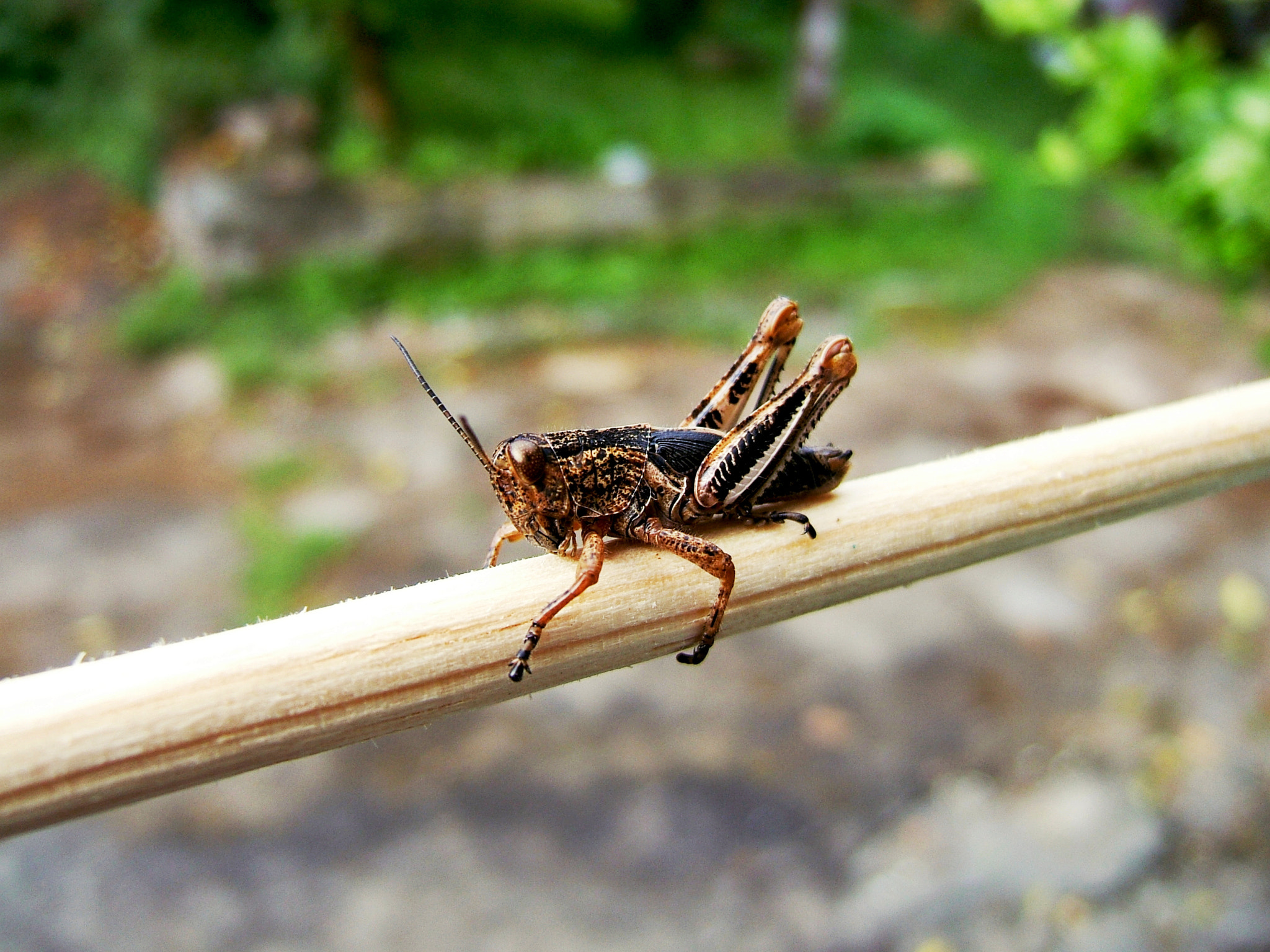 Fujifilm FinePix E550 sample photo. Morelia photography