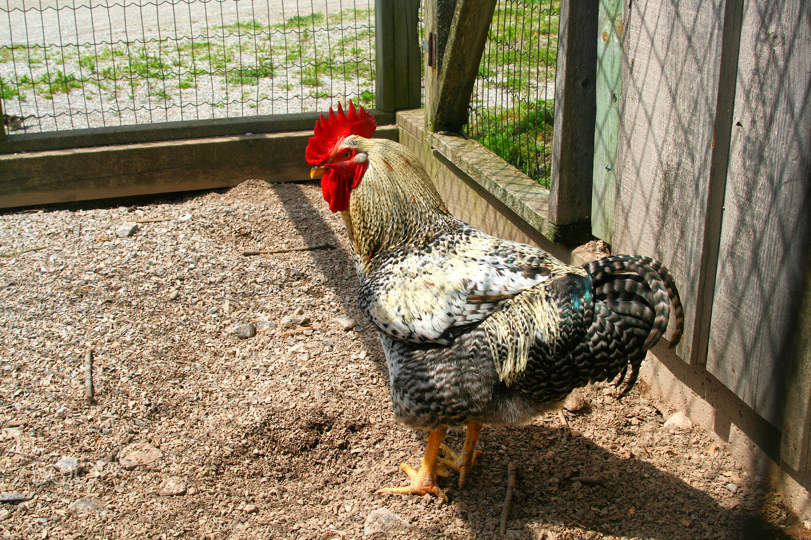 Canon EF 28-105mm f/3.5-4.5 USM sample photo. Animal – rooster1 photography