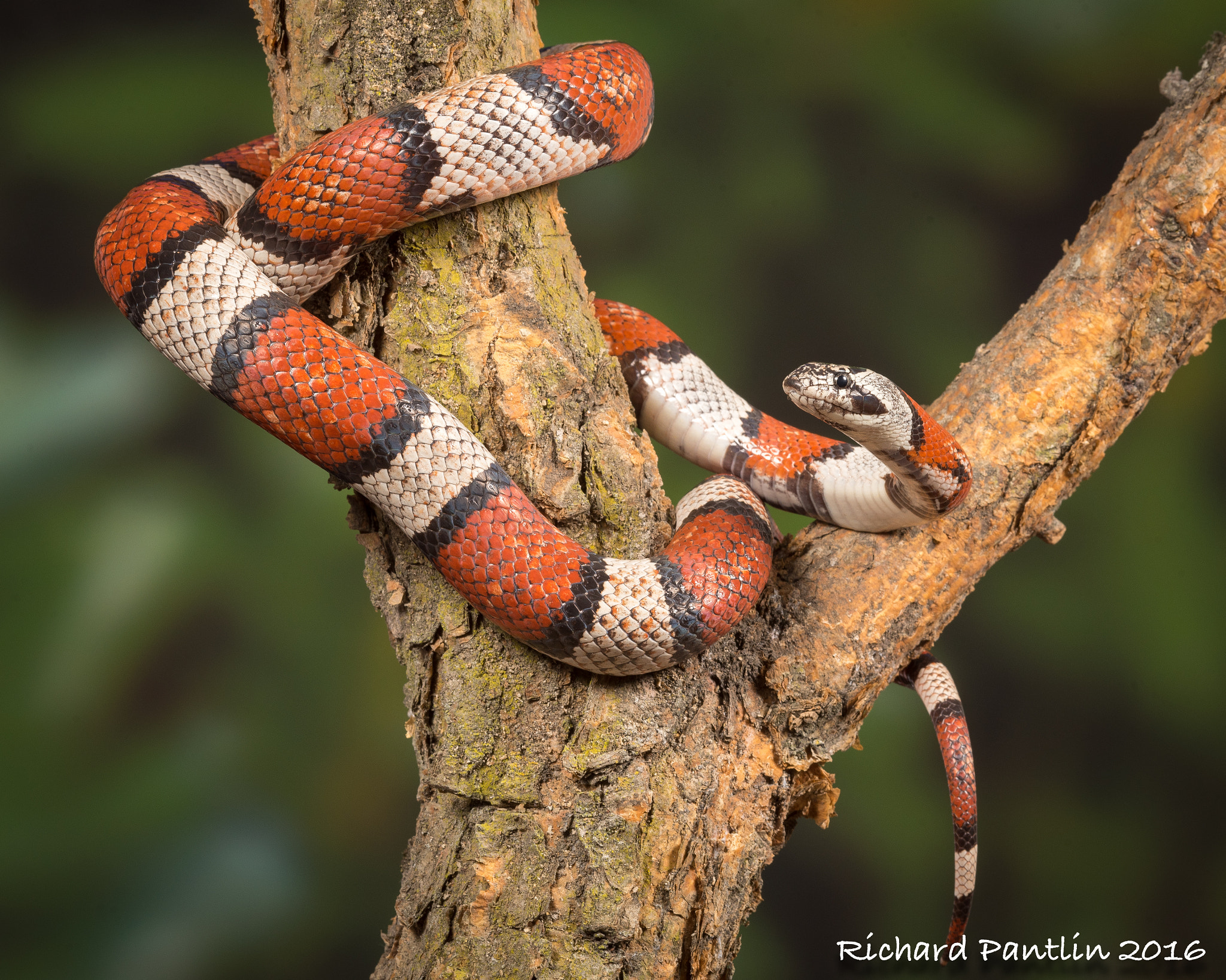 Nikon D750 + Nikon AF Micro-Nikkor 200mm F4D ED-IF sample photo. 20160220-_rjp6051.jpg photography