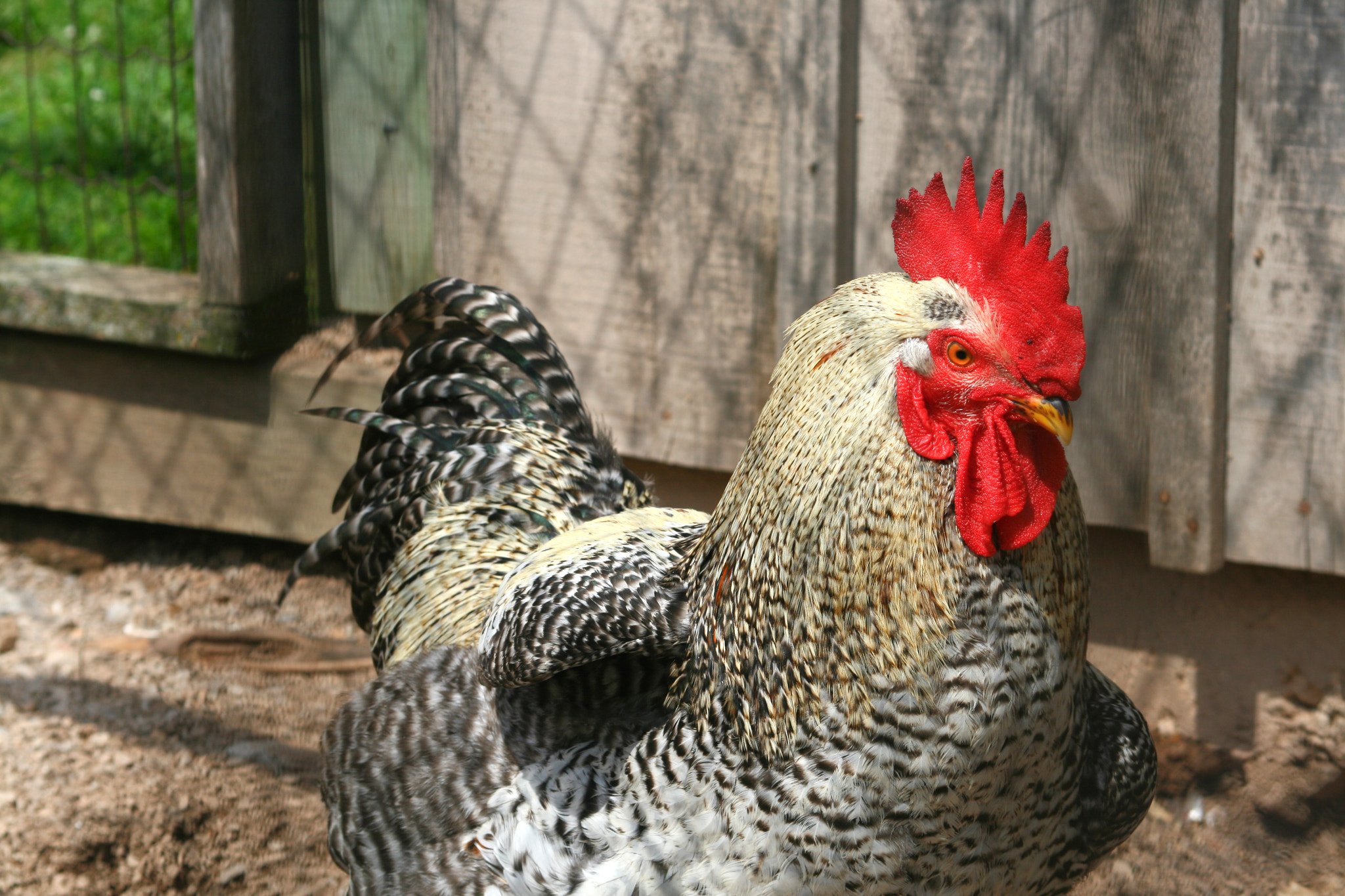 Canon EF 28-105mm f/3.5-4.5 USM sample photo. Animal – rooster 2 photography