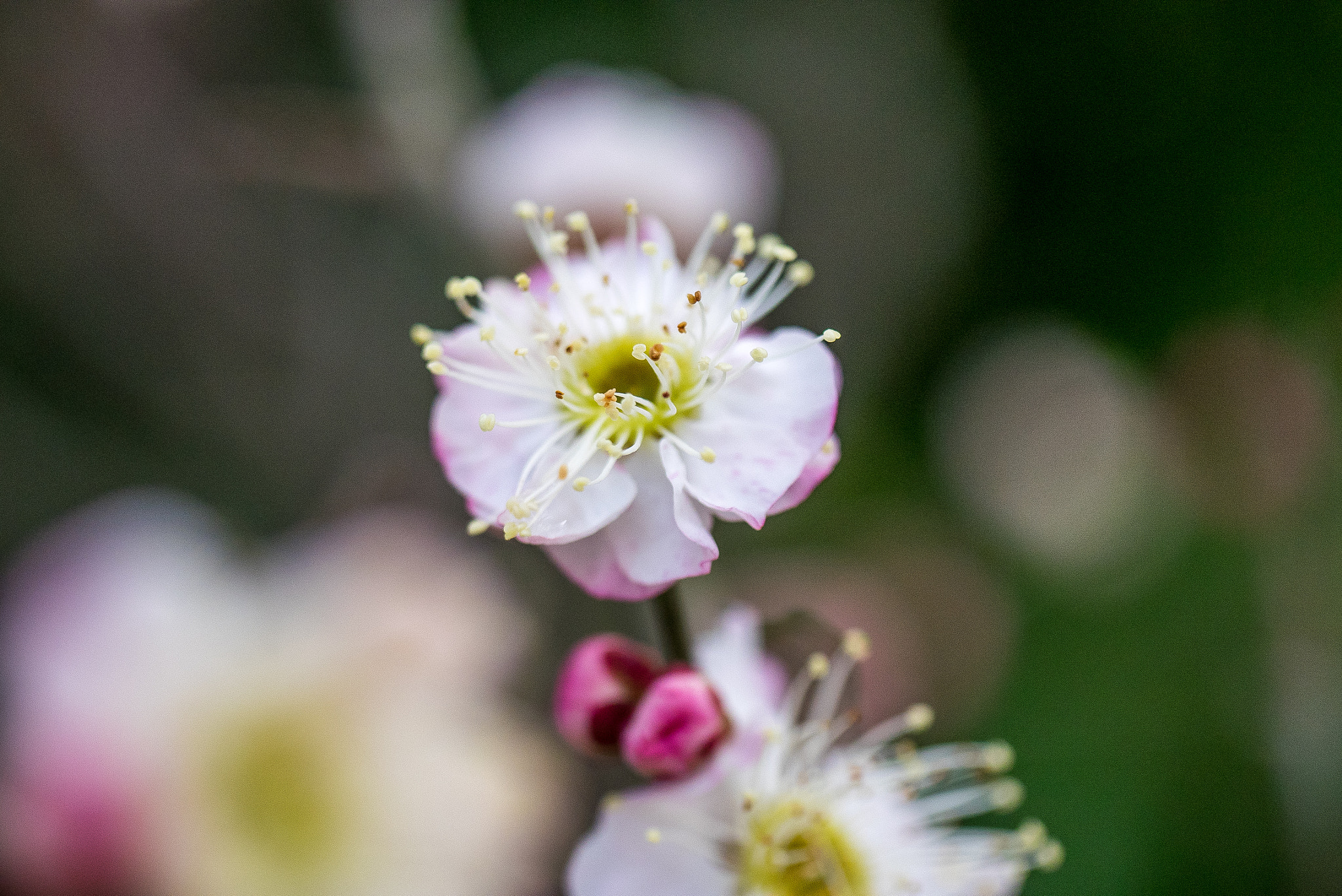 Panasonic Lumix DMC-GM1 sample photo. Japanese plum blossom photography
