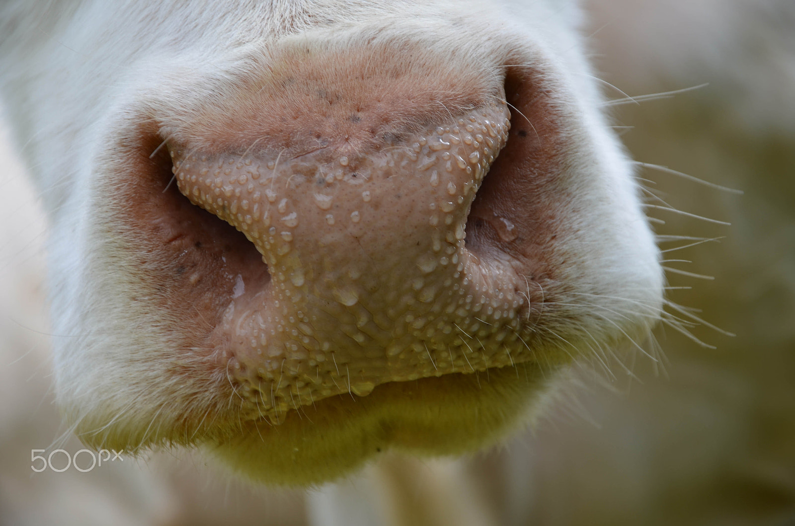 Nikon D5100 + Sigma 35mm F1.4 DG HSM Art sample photo. Nose photography