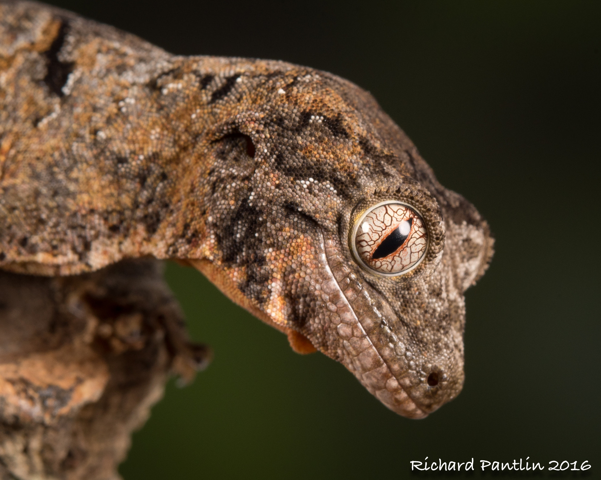 Nikon D750 + Nikon AF Micro-Nikkor 200mm F4D ED-IF sample photo. 20160220-_rjp5867.jpg photography