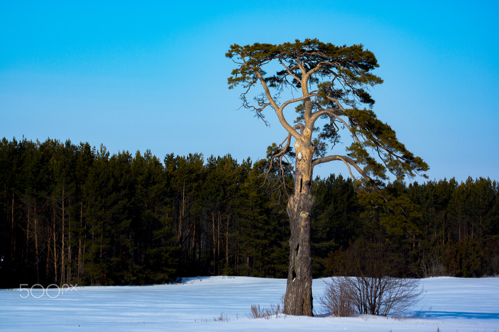 Sony SLT-A77 + Sigma 30mm F1.4 EX DC HSM sample photo. Pine photography