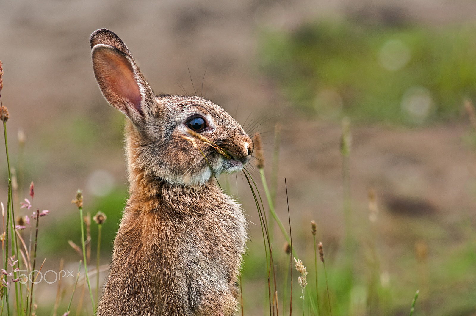 Nikon AF-S Nikkor 300mm F2.8G ED-IF VR sample photo. Rabbit (oryctolagus cuniculus) photography