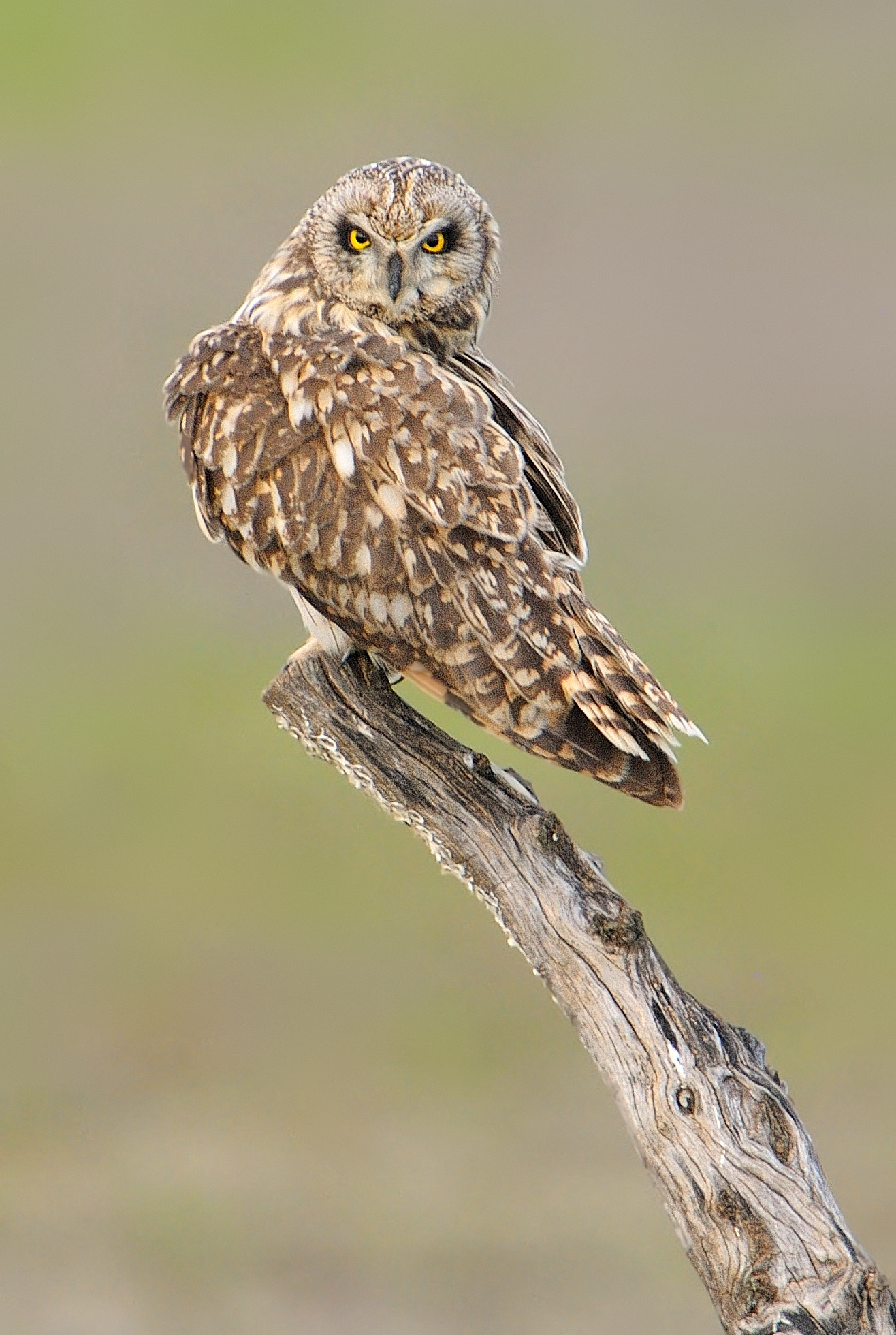 AF-S Nikkor 500mm f/4D IF-ED + TC-17E sample photo. An addictive look photography