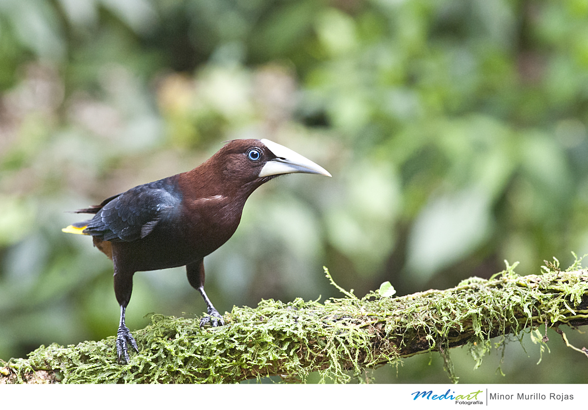 Nikon D700 + Nikon AF-S Nikkor 300mm F4D ED-IF sample photo. Chestnut headed oropendola photography