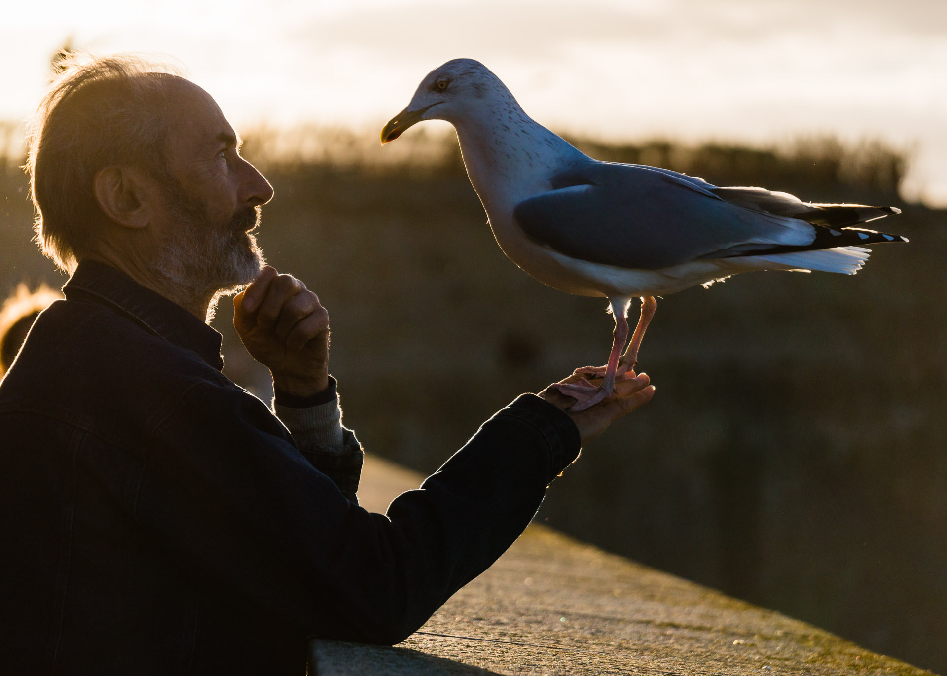 Sony Alpha NEX-3N + Sony E 55-210mm F4.5-6.3 OSS sample photo. The gull whisperer photography