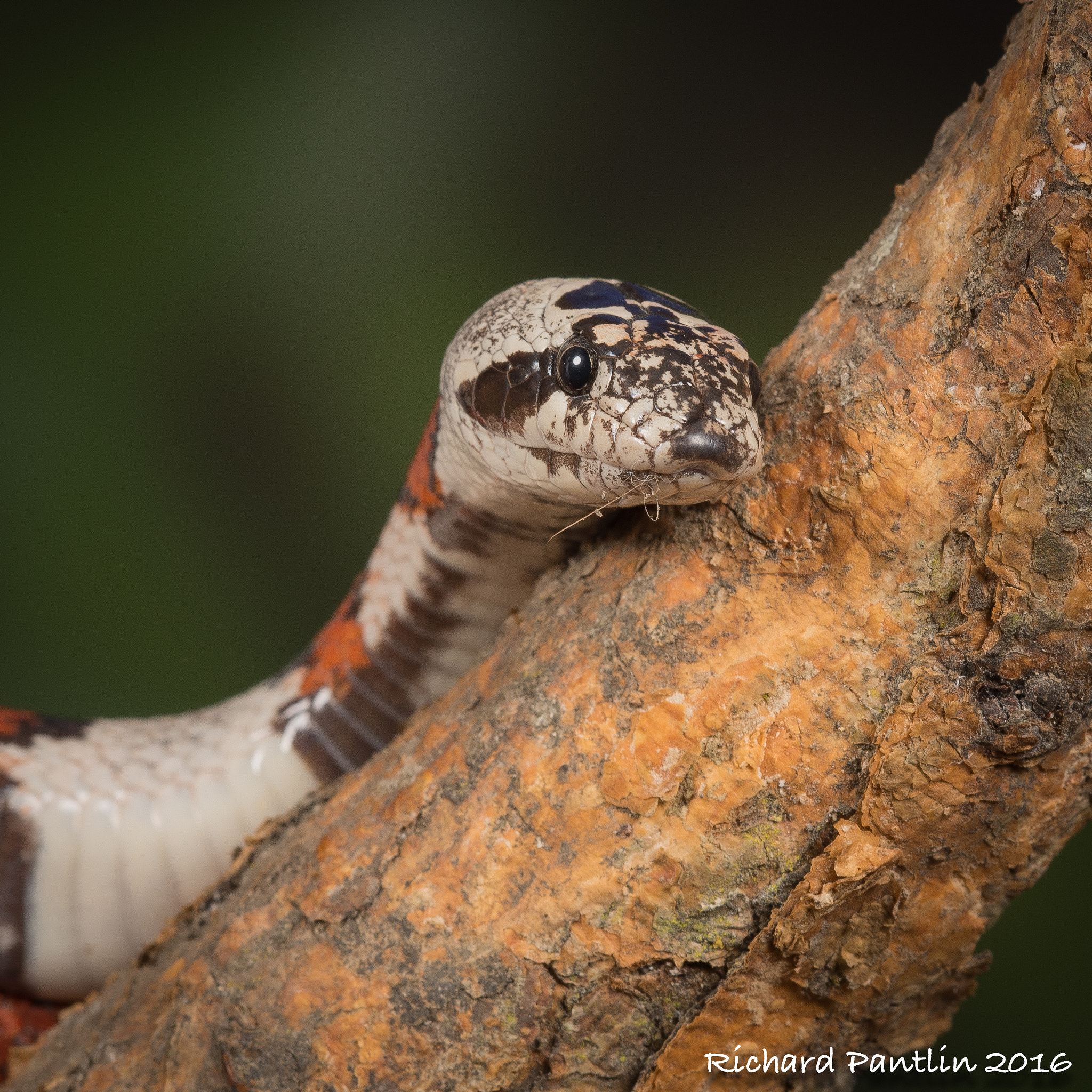 Nikon D750 + Nikon AF Micro-Nikkor 200mm F4D ED-IF sample photo. 20160220-_rjp6045.jpg photography