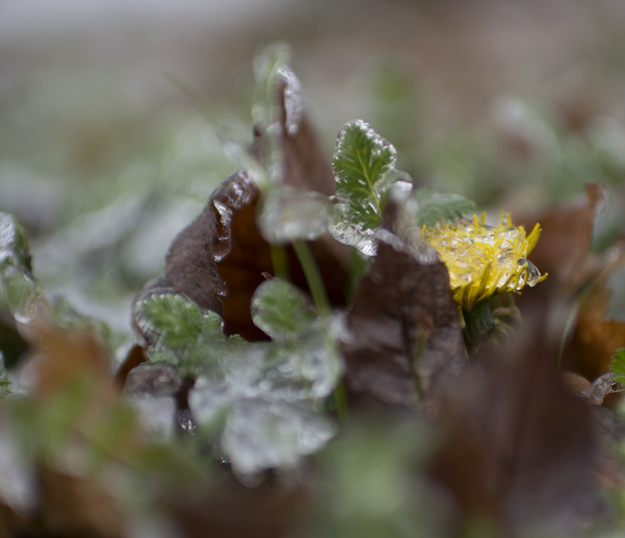 Nikon D5300 + AF-S Nikkor 35mm f/1.8G sample photo. Dandelion on ice photography