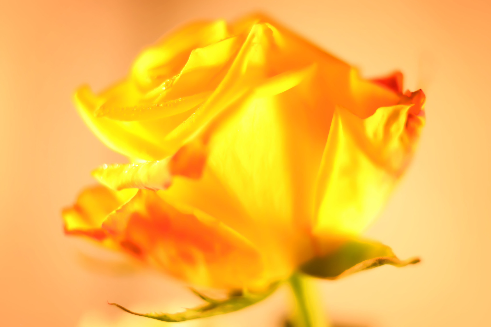 Canon EF 50mm F2.5 Macro sample photo. Glory days photography