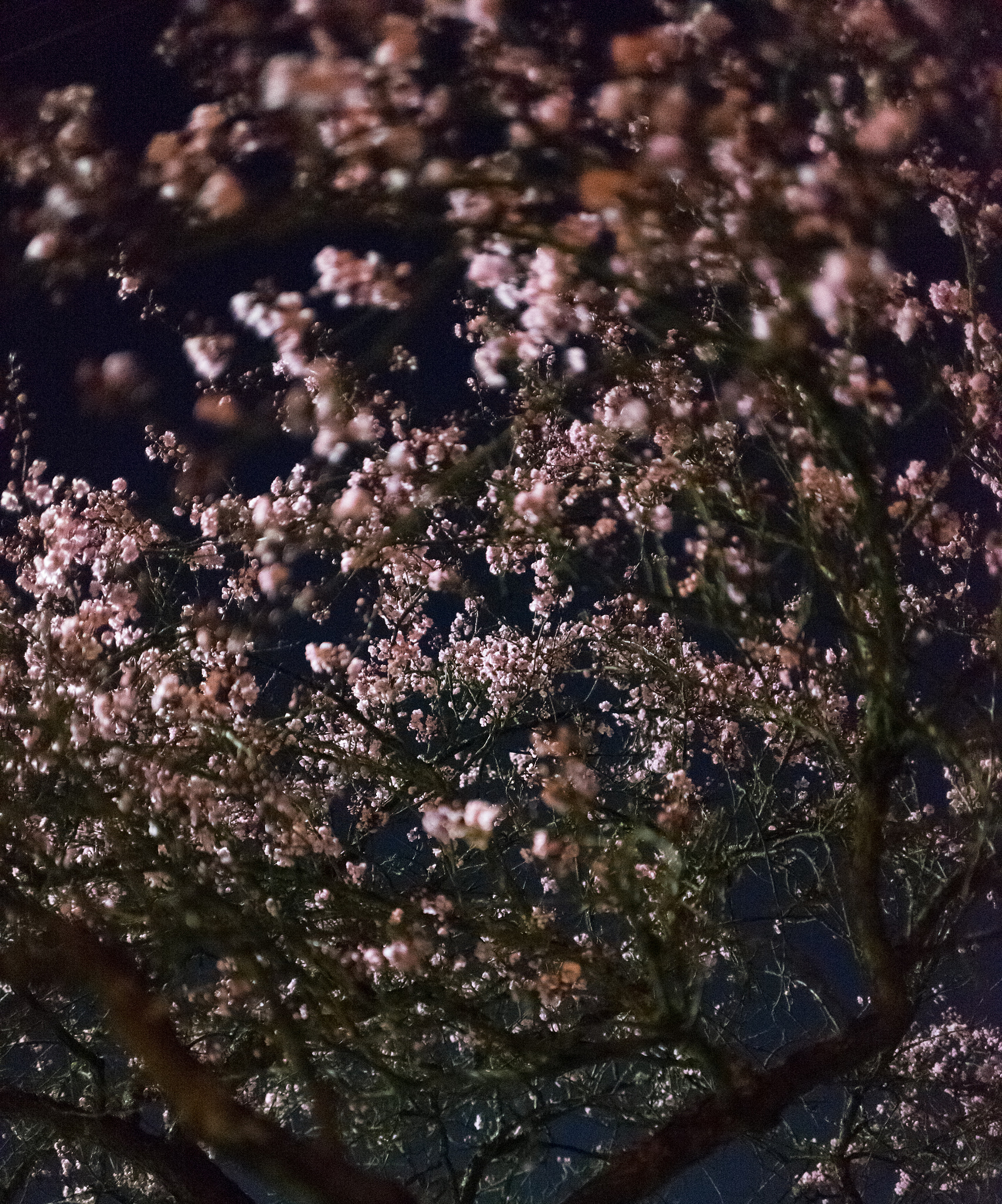 Sony a7 II + E 35mm F2 sample photo. Cherry blossom tunnel photography