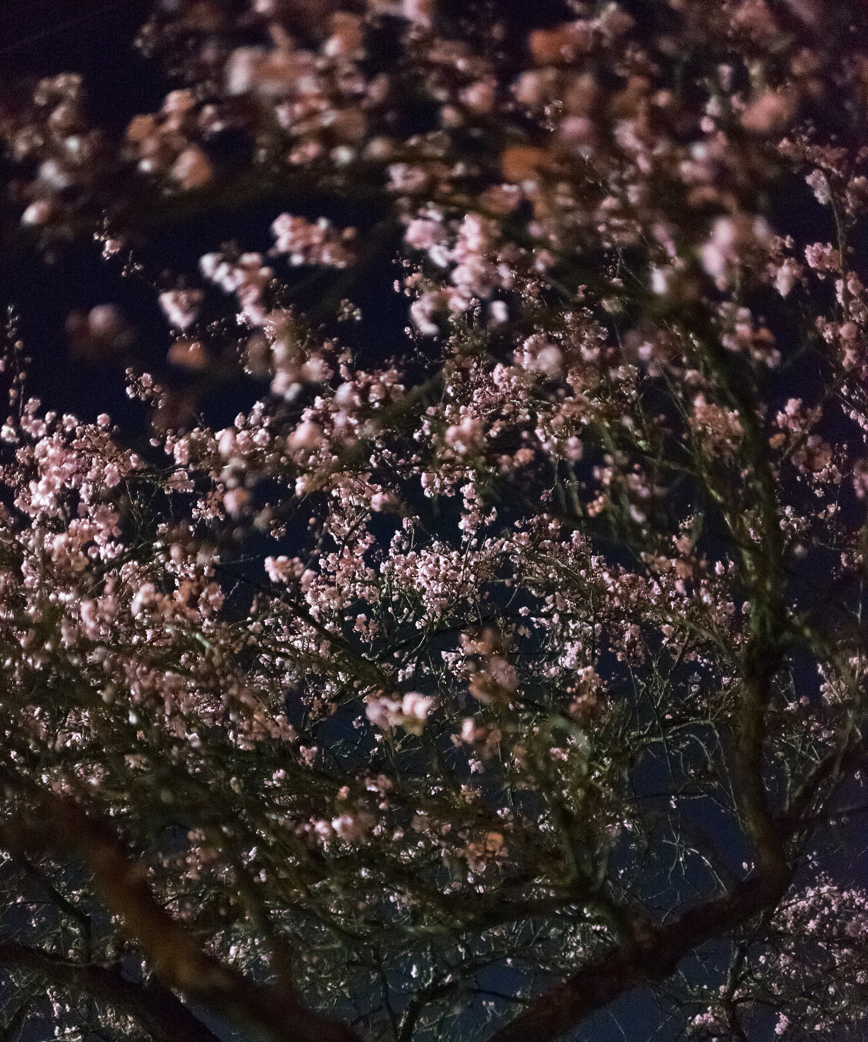E 35mm F2 sample photo. Cherry blossom tunnel photography