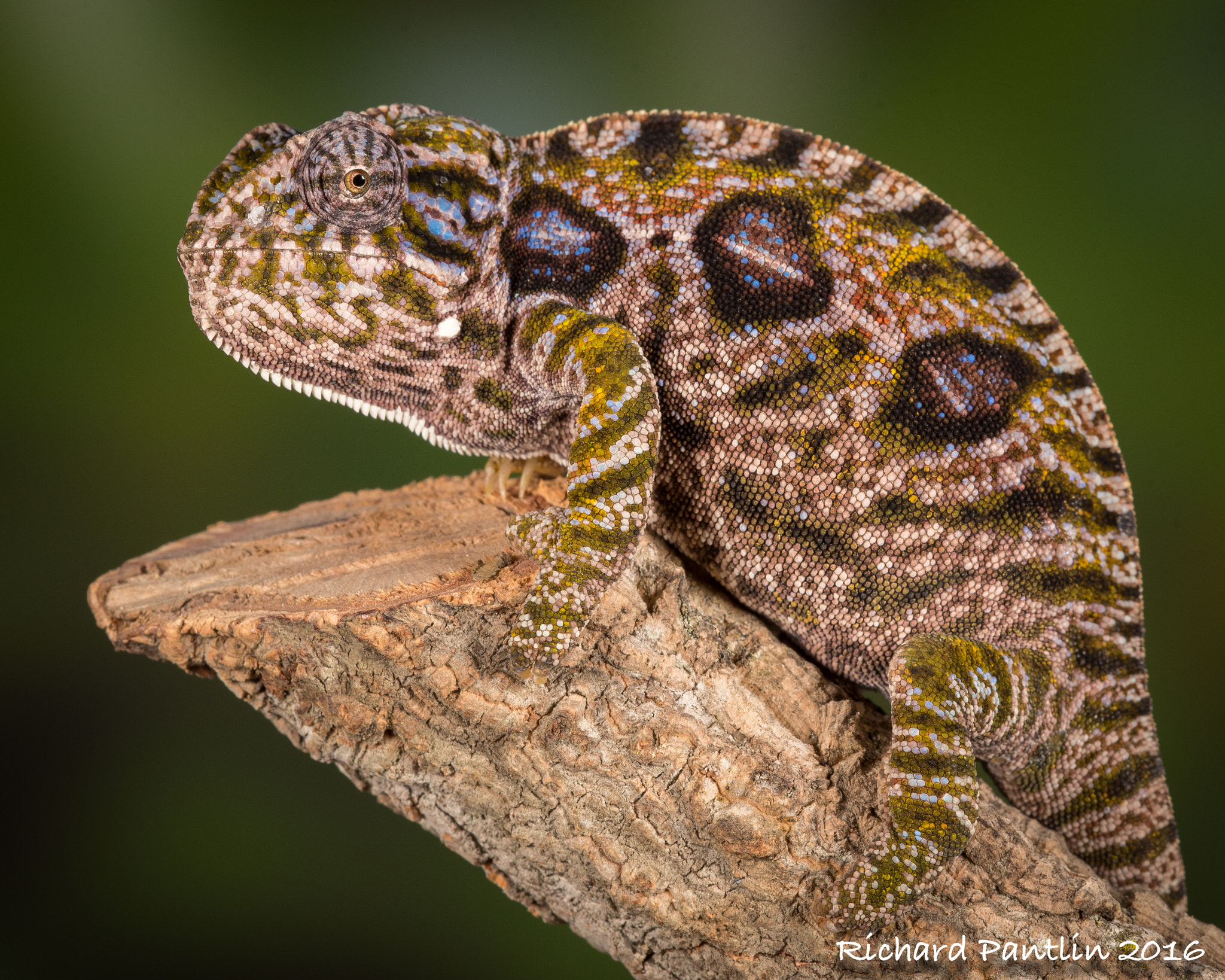 Nikon D750 + Nikon AF Micro-Nikkor 200mm F4D ED-IF sample photo. Carpet chameleon photography