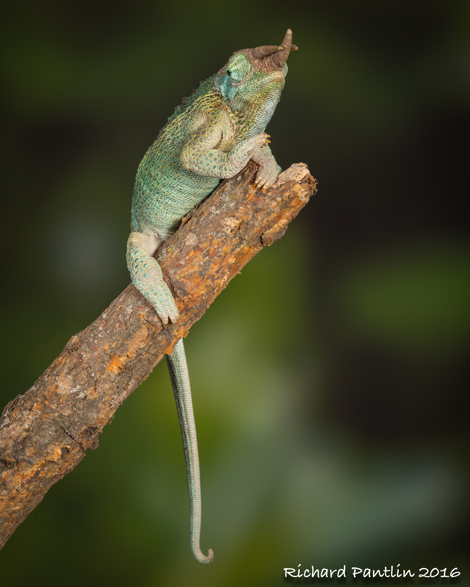Nikon D750 + Nikon AF Micro-Nikkor 200mm F4D ED-IF sample photo. Jackson chameleon photography