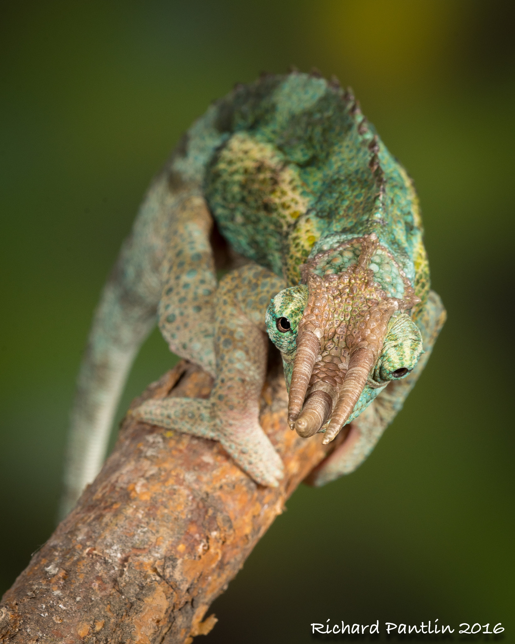 Nikon D750 + Nikon AF Micro-Nikkor 200mm F4D ED-IF sample photo. Jackson chameleon photography