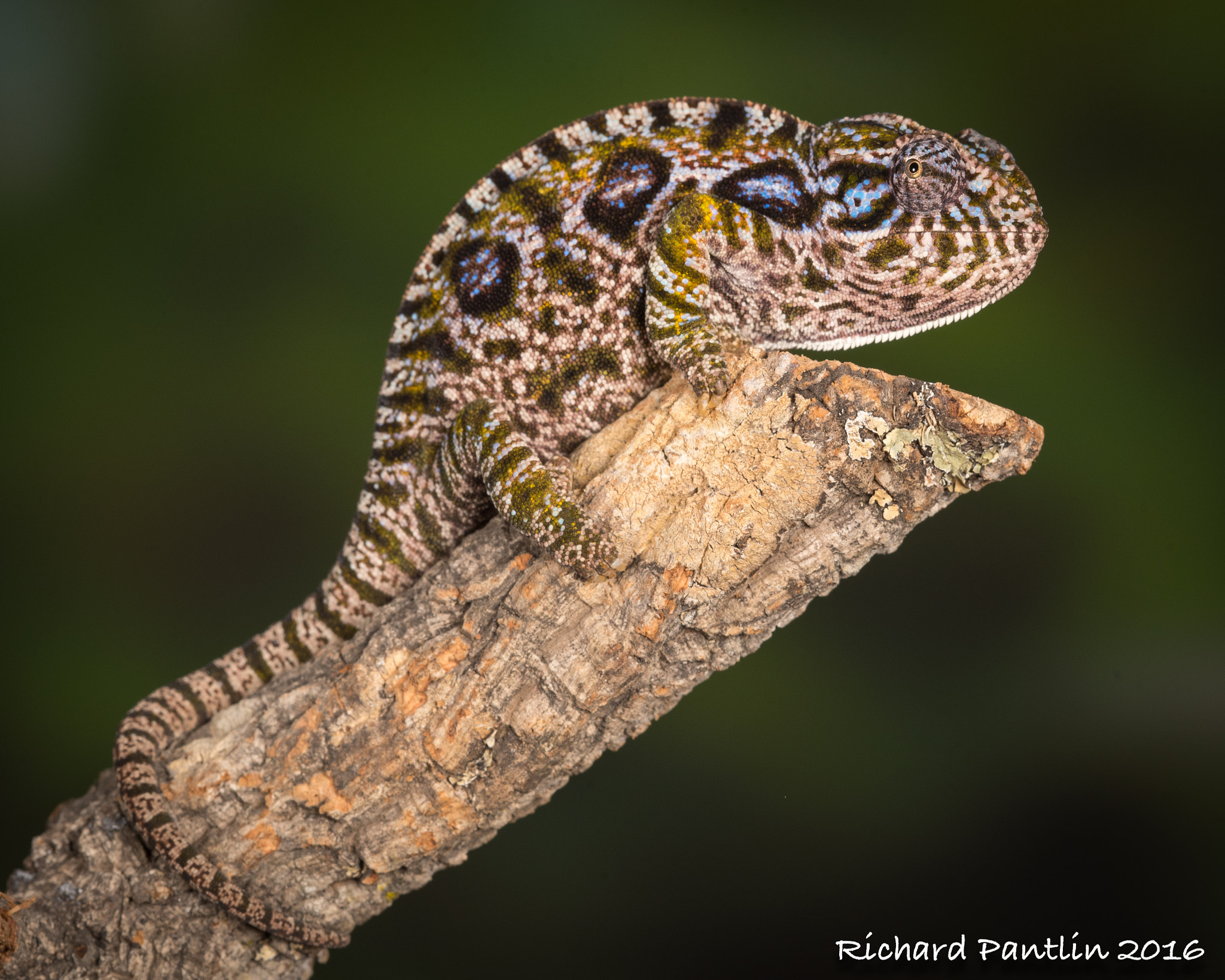 Nikon D750 + Nikon AF Micro-Nikkor 200mm F4D ED-IF sample photo. Carpet chameleon photography