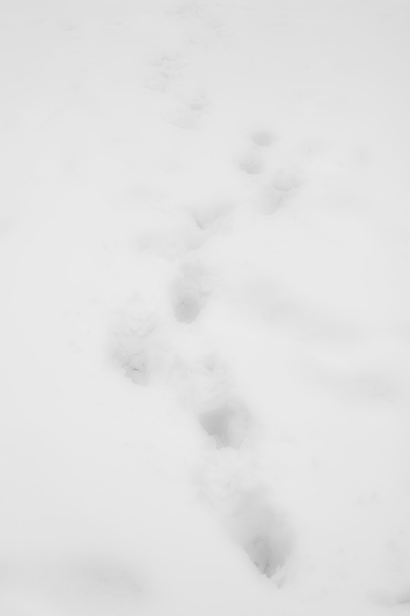 Sony Alpha DSLR-A500 + Sony 50mm F1.4 sample photo. Footprints on the snow photography