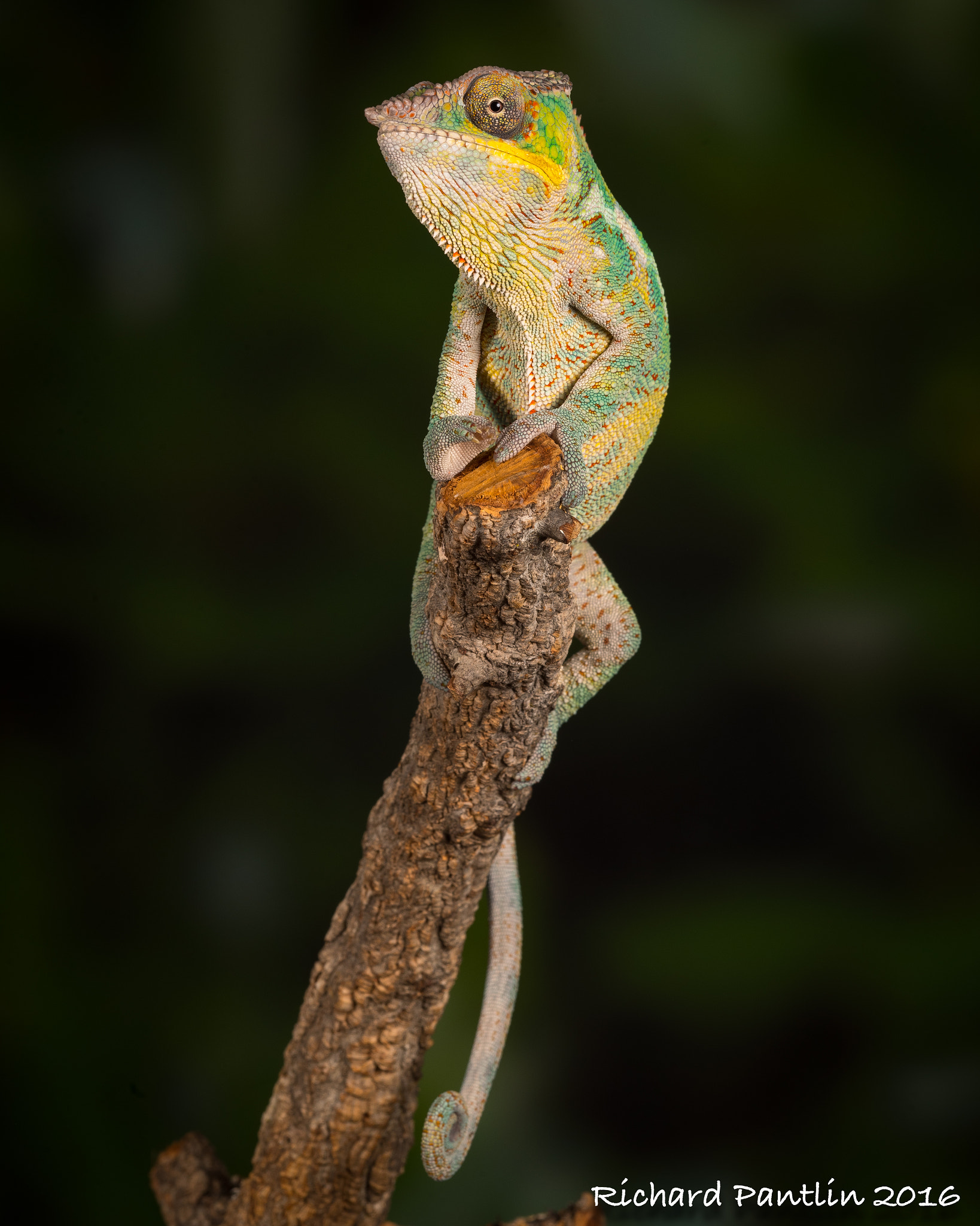 Nikon D750 + Nikon AF Micro-Nikkor 200mm F4D ED-IF sample photo. Panther chameleon photography