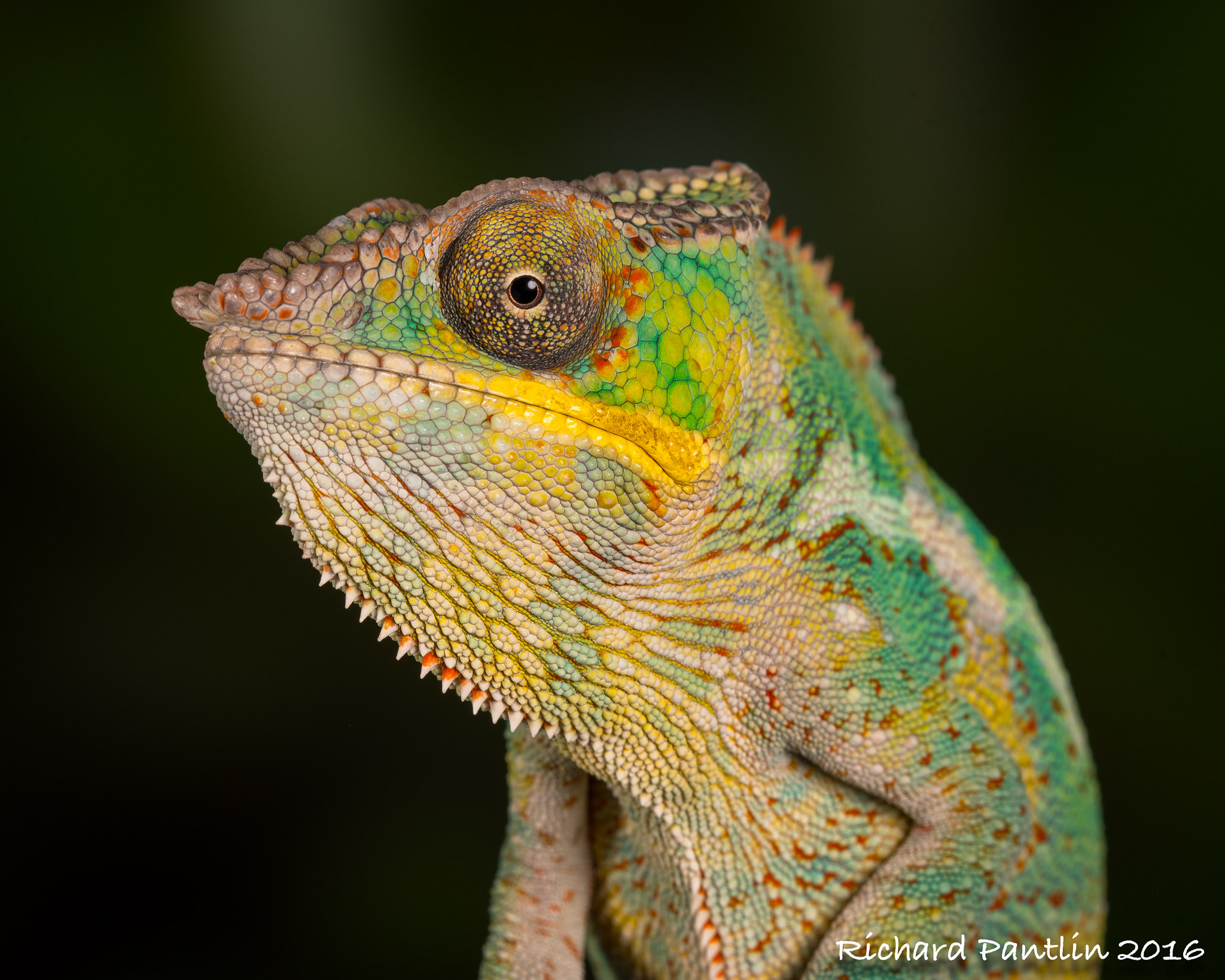 Nikon D750 + Nikon AF Micro-Nikkor 200mm F4D ED-IF sample photo. Panther chameleon photography