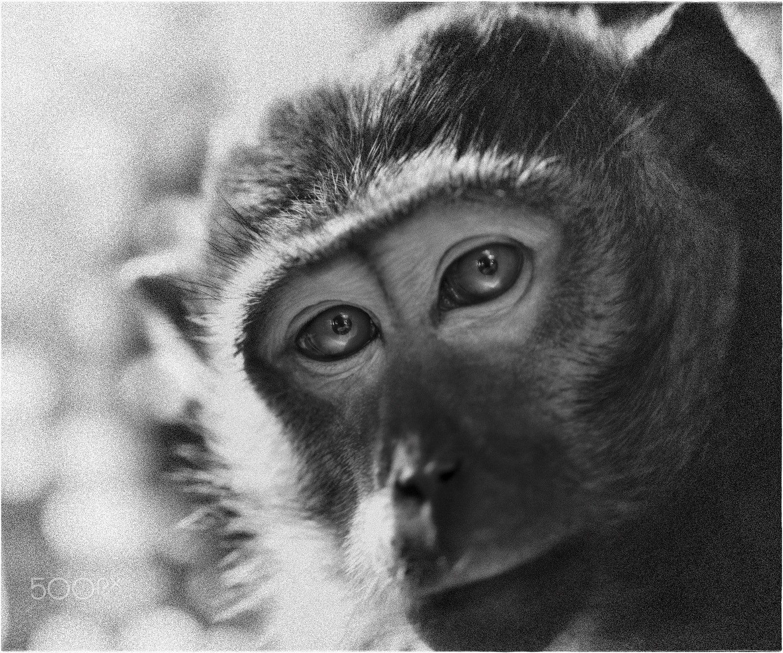 Nikon D600 sample photo. Eye contact photography