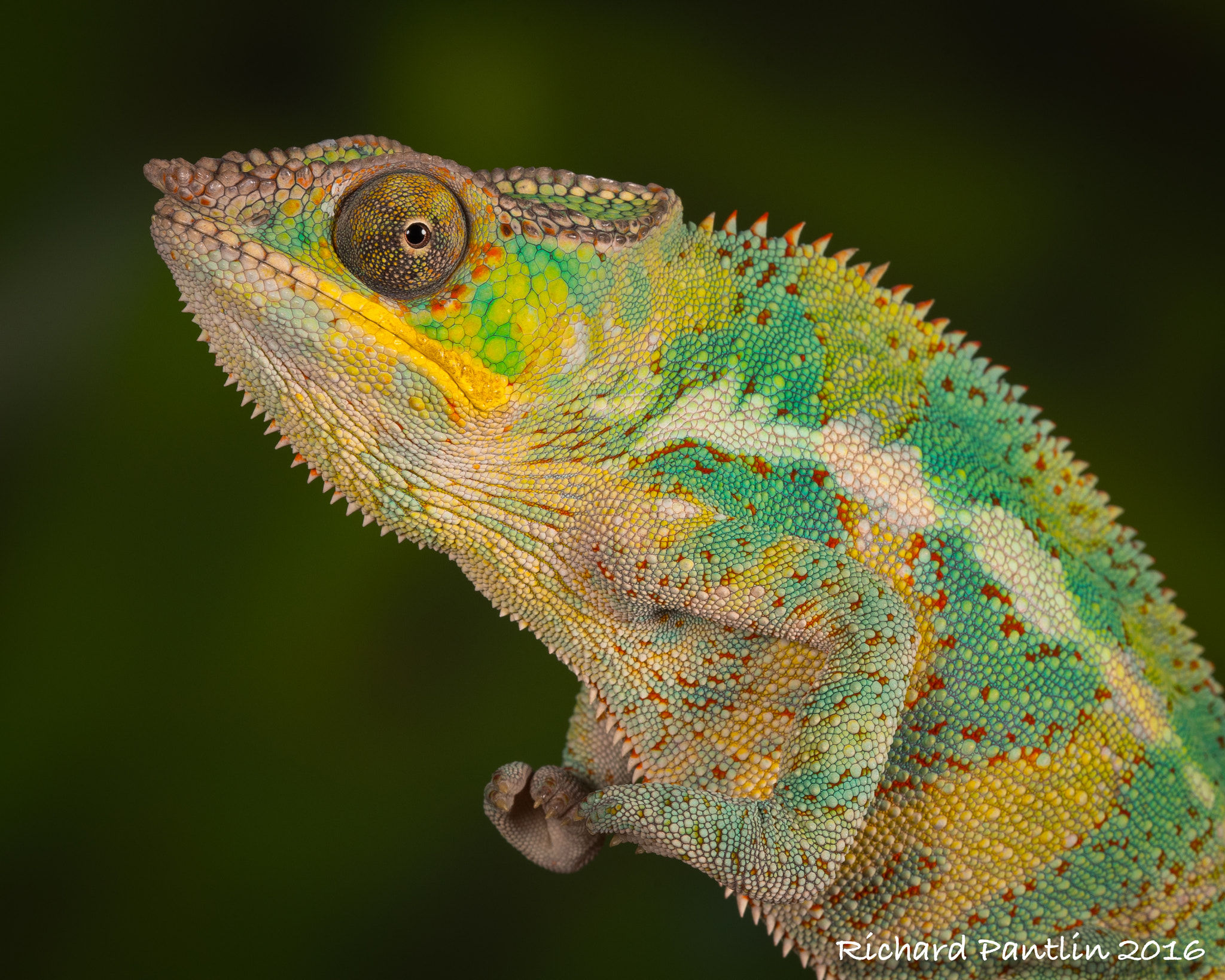 Nikon D750 + Nikon AF Micro-Nikkor 200mm F4D ED-IF sample photo. Panther chameleon photography