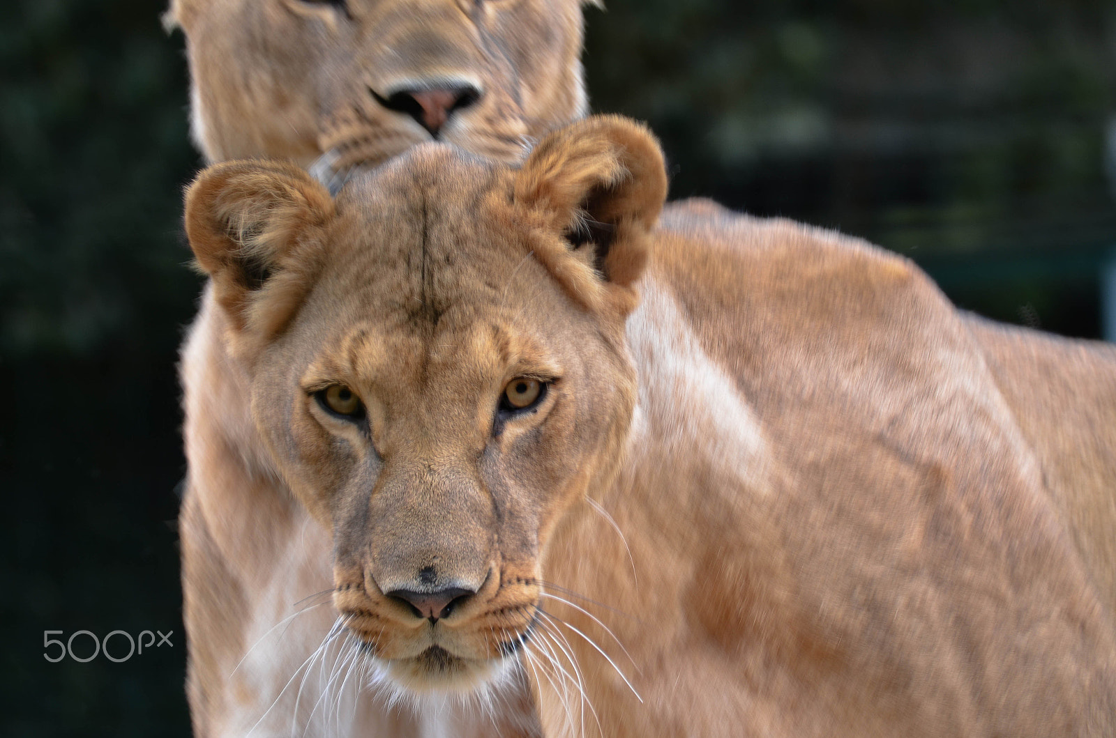 Sigma 70-200mm F2.8 EX DG OS HSM sample photo. Under the watch of the lion photography