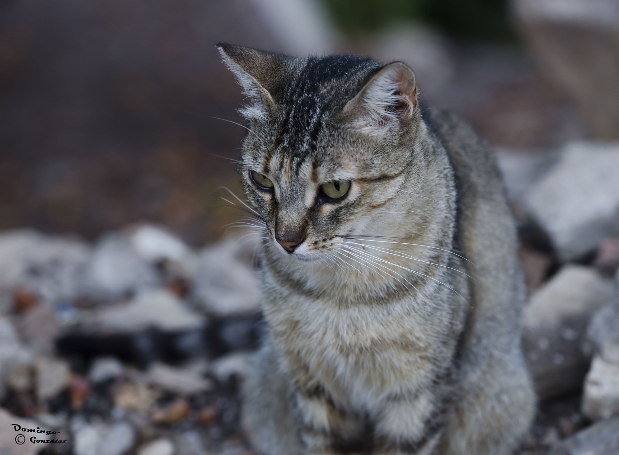 Nikon D7000 + Sigma 50-150mm F2.8 EX APO DC OS HSM sample photo. 91.jpg photography