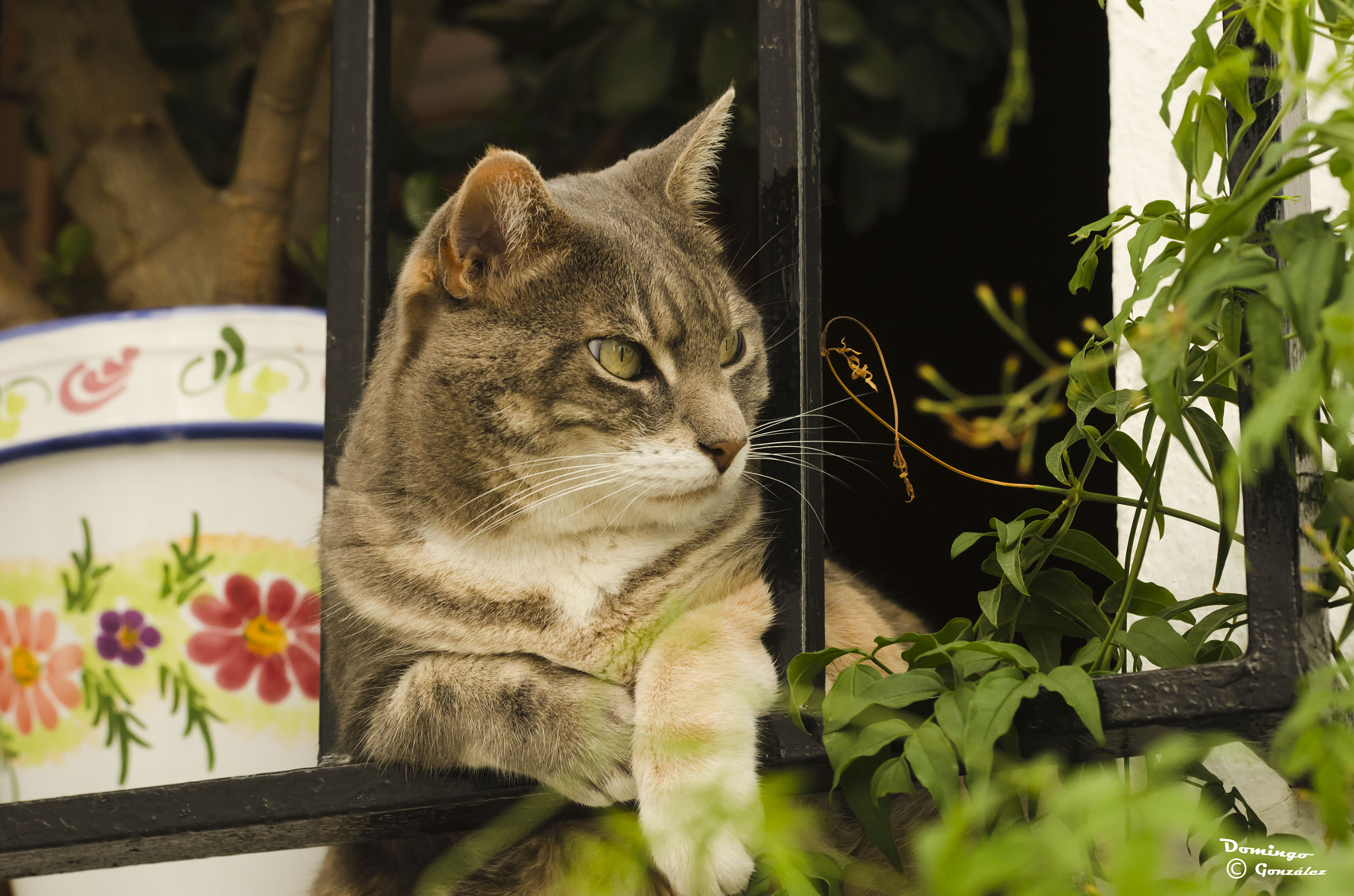 Sigma 50-150mm F2.8 EX APO DC OS HSM sample photo. 93.jpg photography