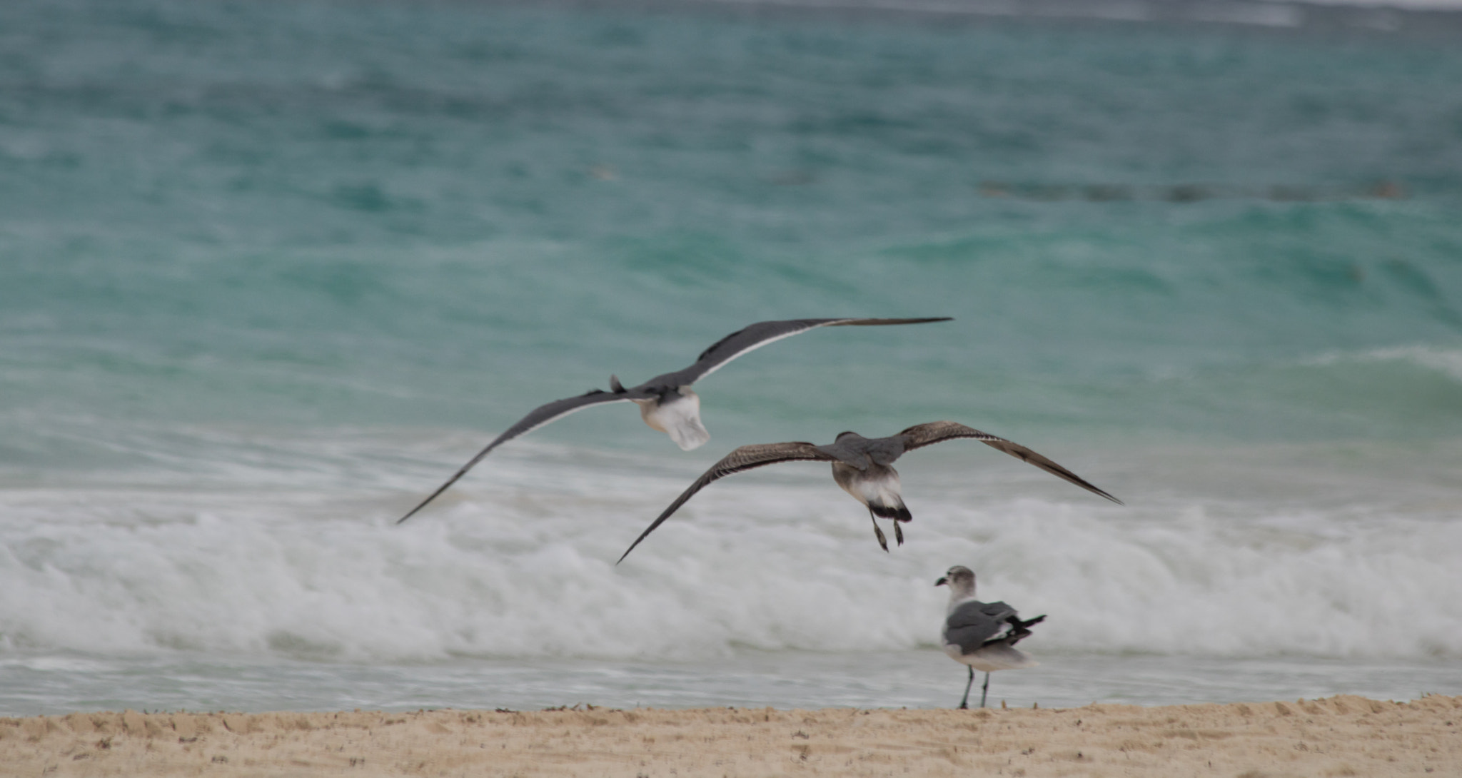 Canon EOS 750D (EOS Rebel T6i / EOS Kiss X8i) sample photo. Ocean dreams photography