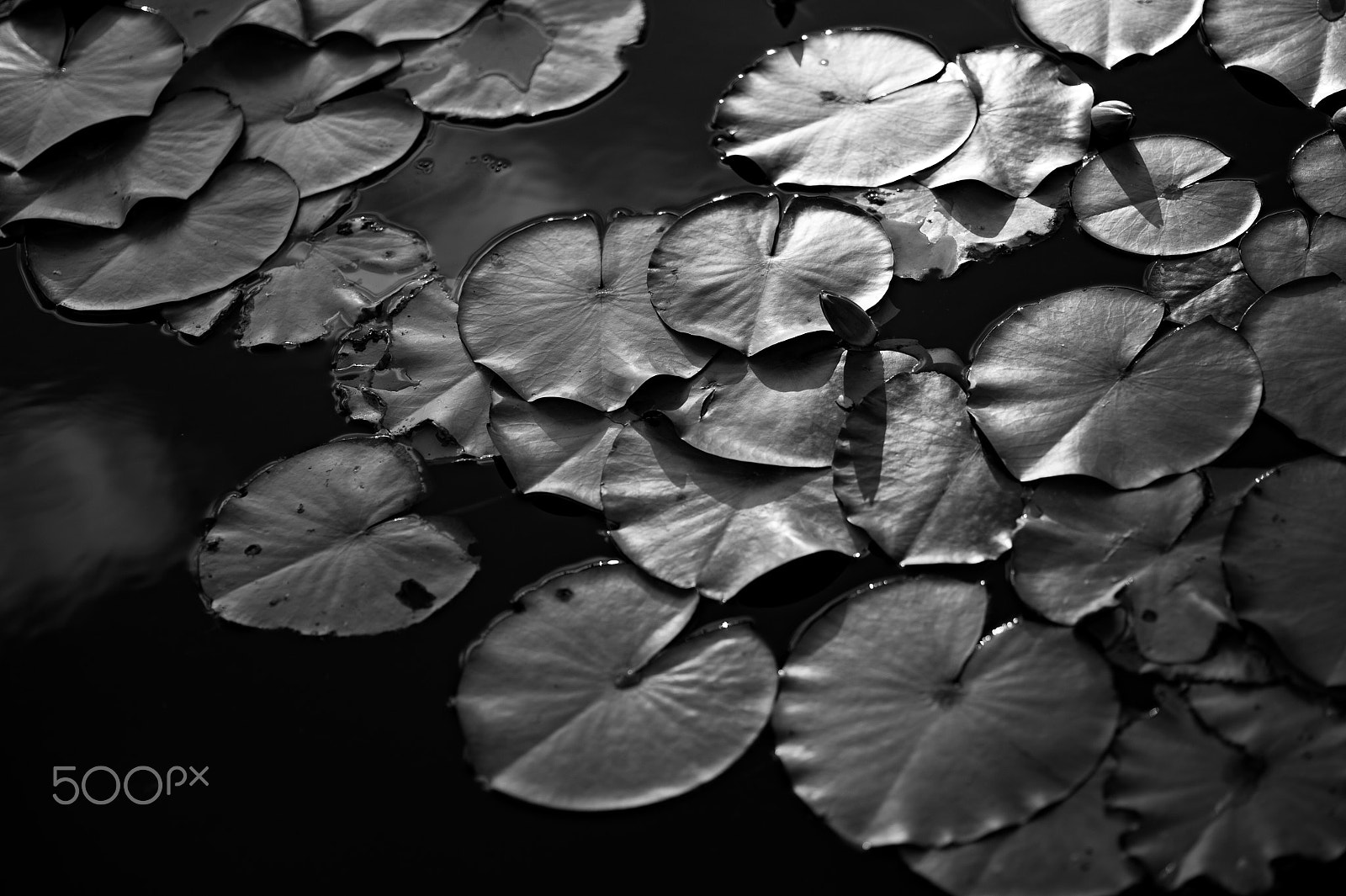 Nikon Df sample photo. Water lilly photography