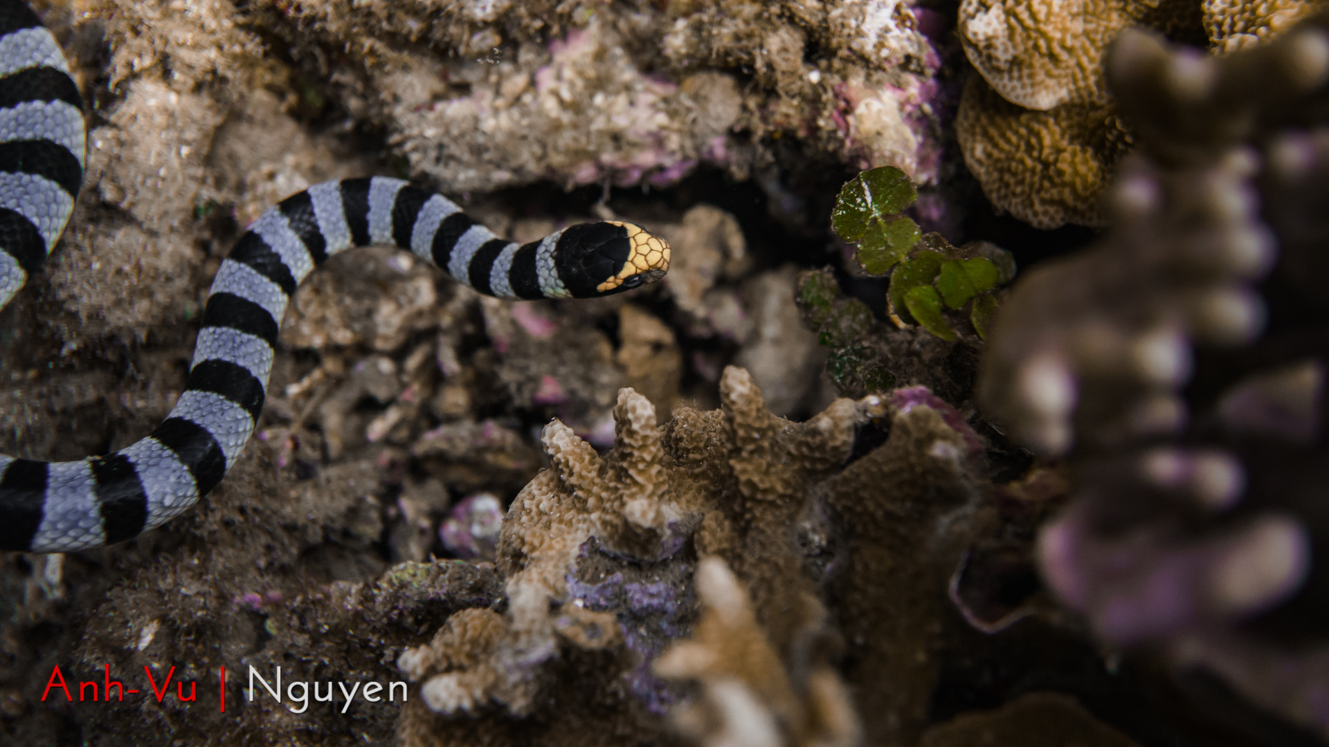 Sony Alpha NEX-5R + Sony E 30mm F3.5 Macro sample photo. Hunting snake photography