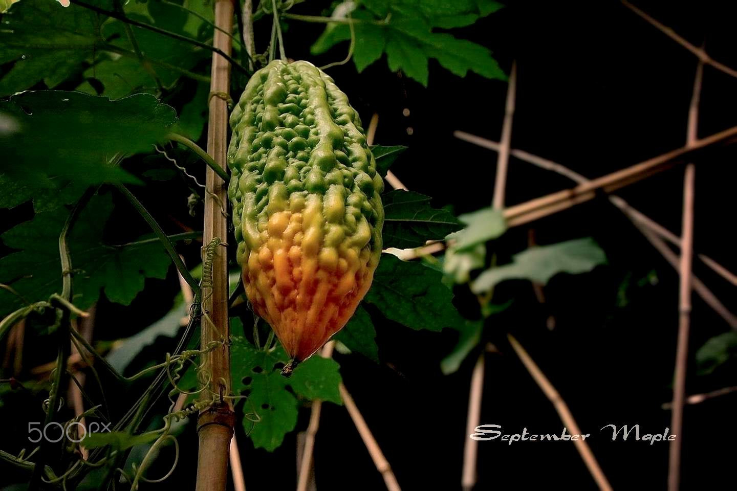 Sony NEX-5C sample photo. 熟透了的苦瓜 photography