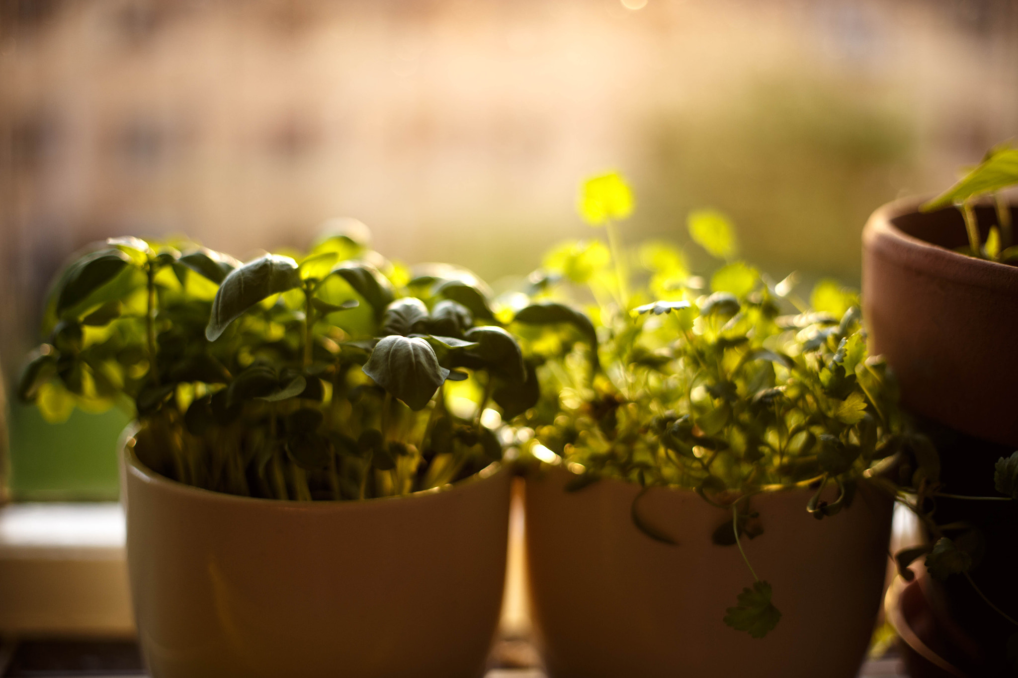 Canon EOS 6D + Canon EF 50mm f/1.8 sample photo. Herb pots photography