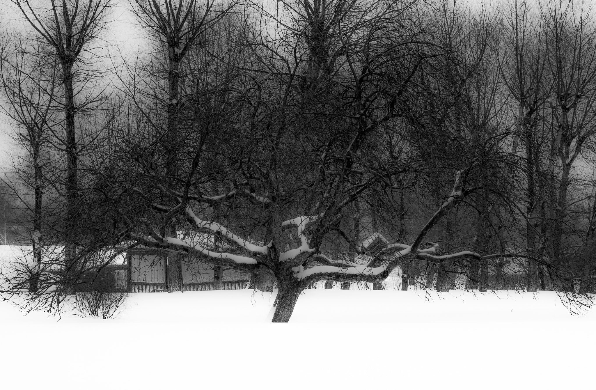 Sony 50mm F1.4 sample photo. Lonely snowy tree photography