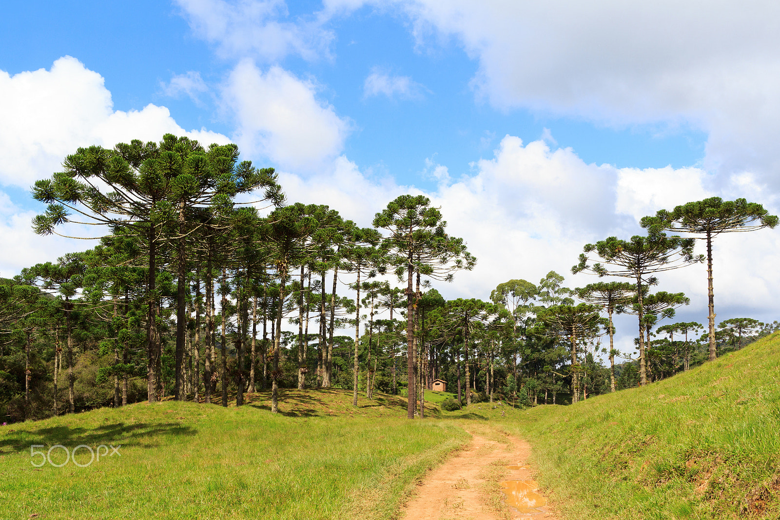 Canon EOS 60D + Canon EF 24mm F1.4L II USM sample photo. Araucaria angustifolia ( brazilian pine) forest, brazil photography