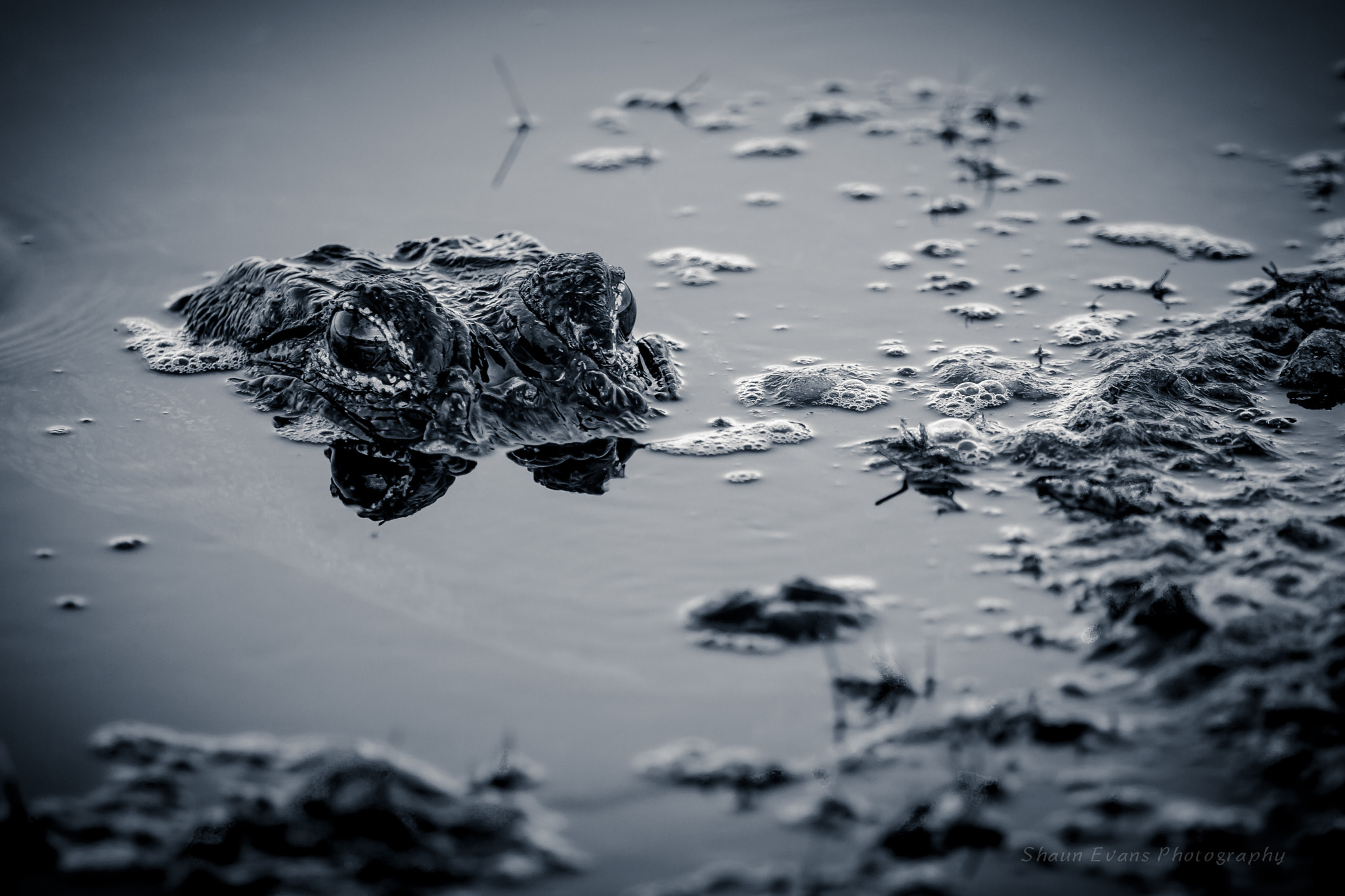 Canon EF 70-200mm F2.8L IS II USM sample photo. Sneaky gator photography