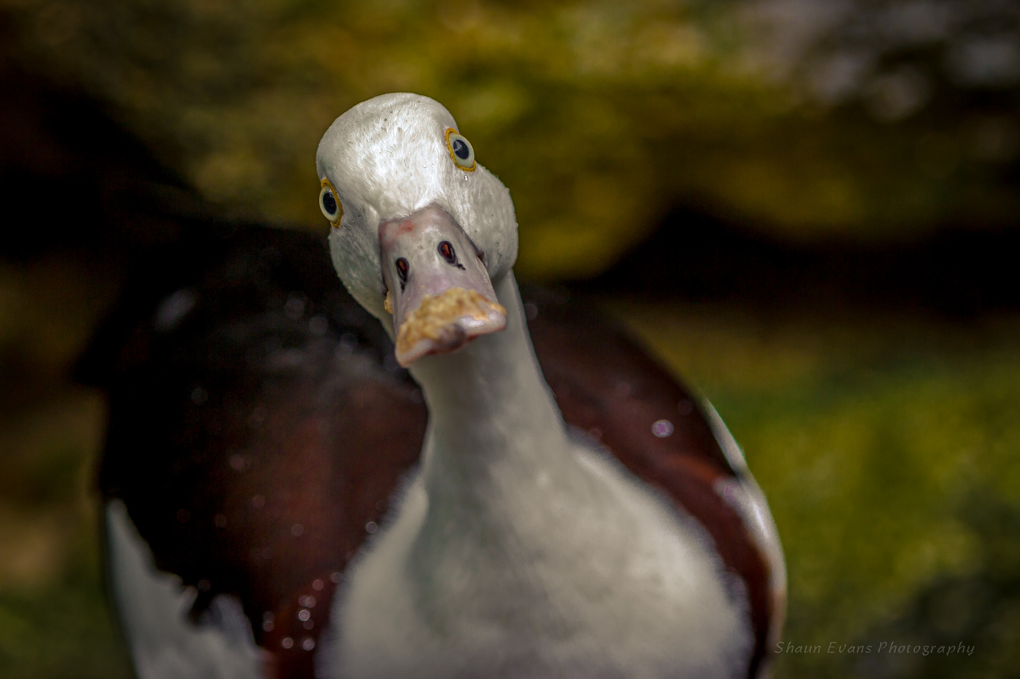 Canon EF 70-200mm F2.8L IS II USM sample photo. Curious duck photography