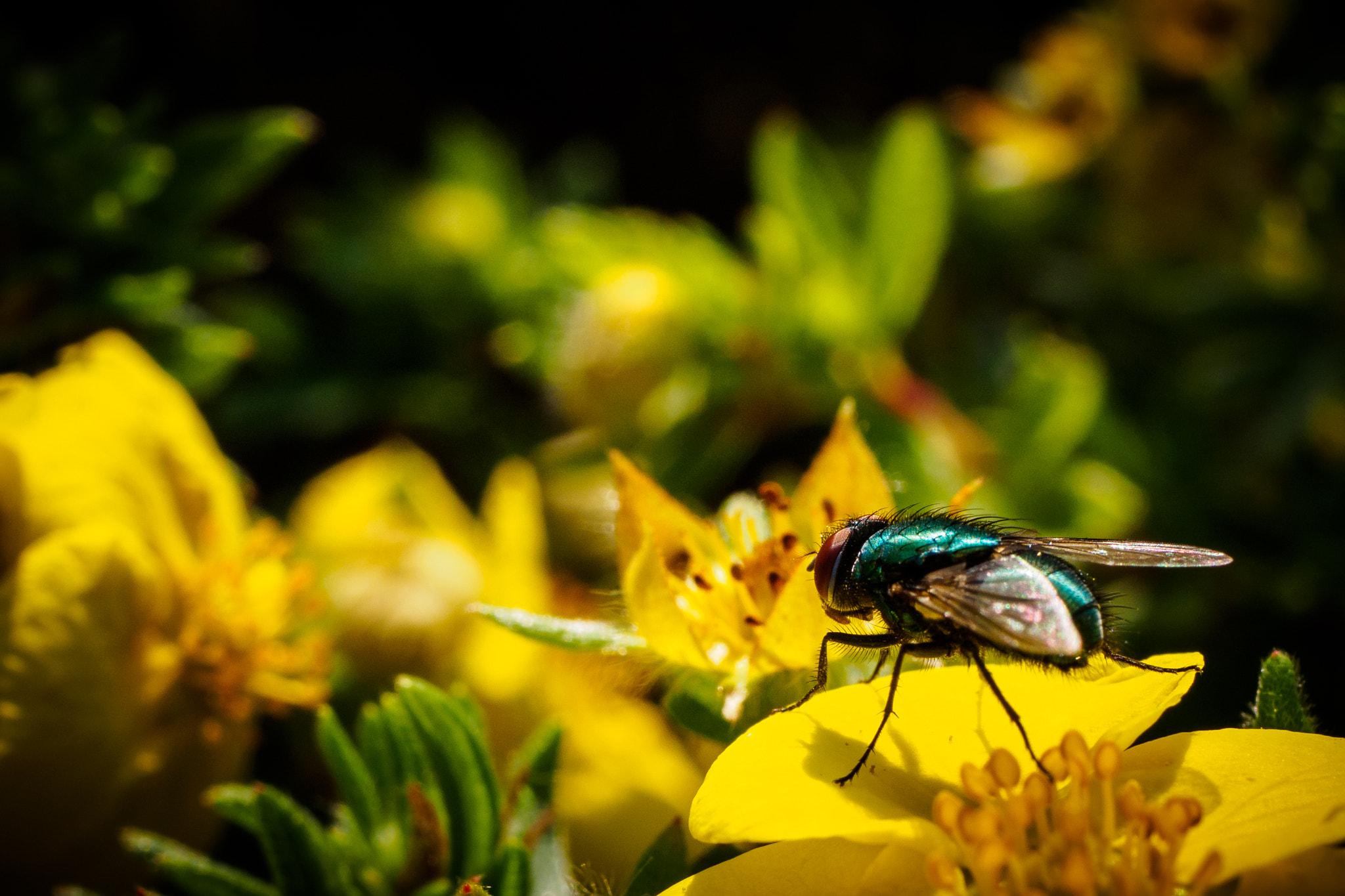 Panasonic Lumix G Macro 30mm F2.8 ASPH Mega OIS sample photo. Ready to fly photography